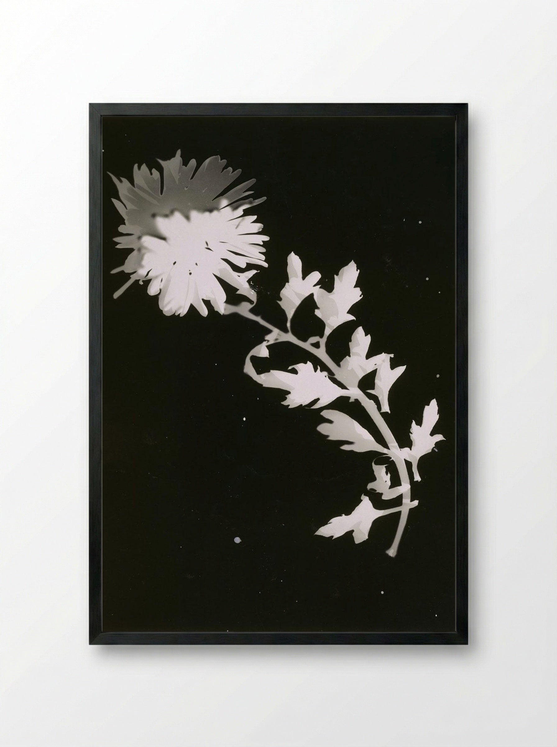 Untitled (Chrysanthemum Photogram) - Fine Art Print - Framed Print Black