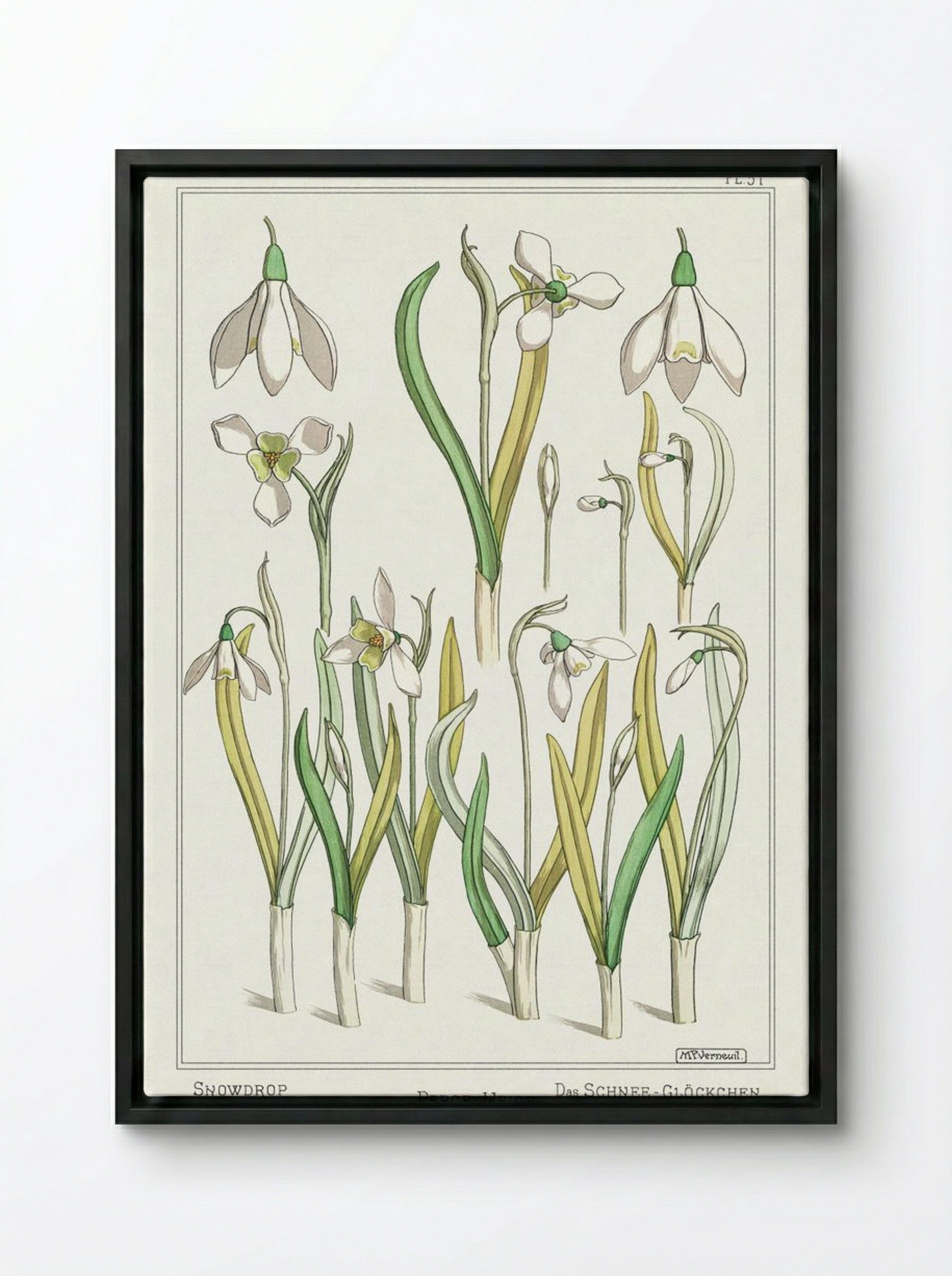 Perce-Neige (Snowdrops) - Maurice Pillard Verneuil - Framed Canvas Black
