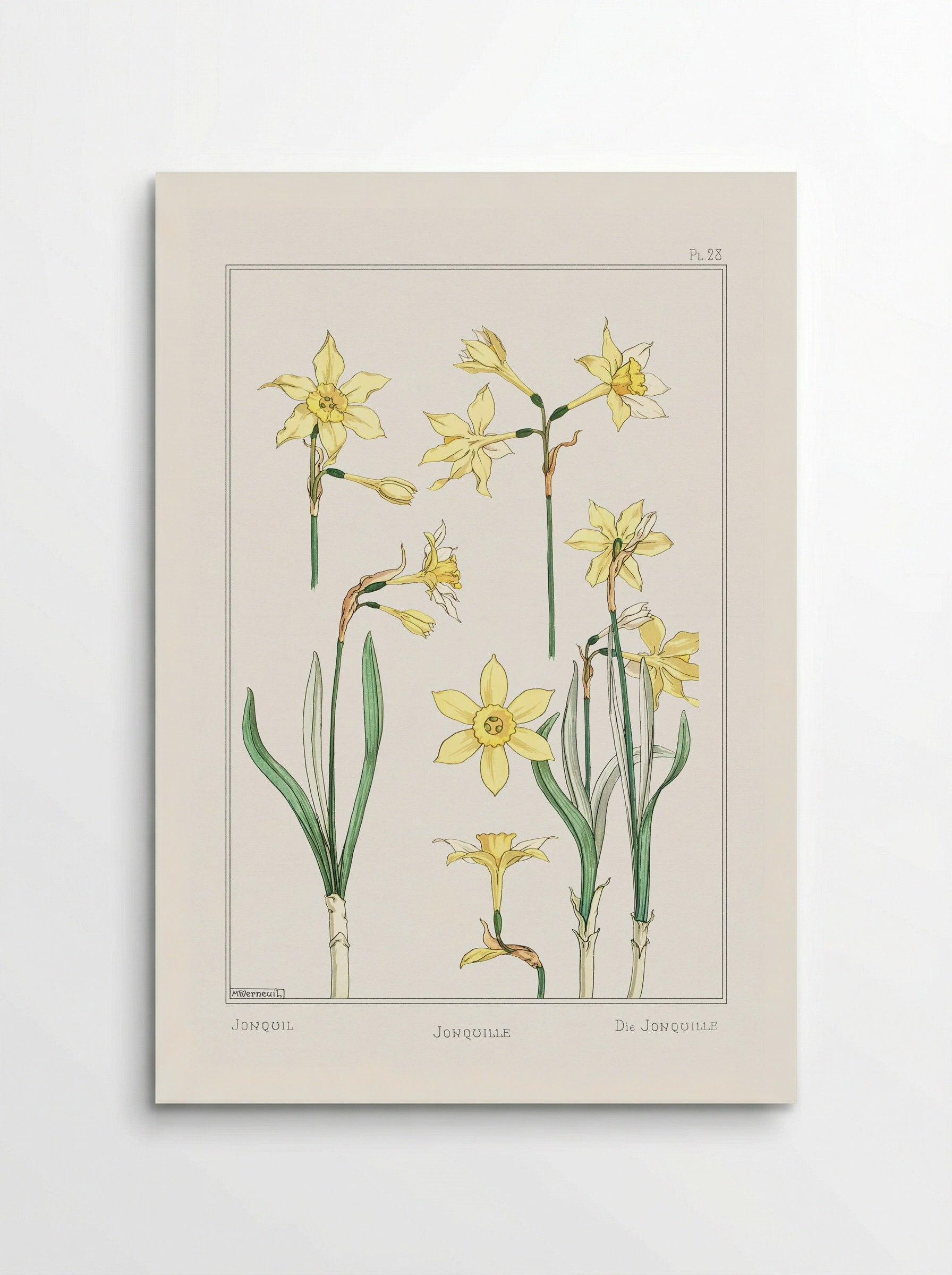 Jonquille or Jonquil - Maurice Pillard Verneuil - Poster