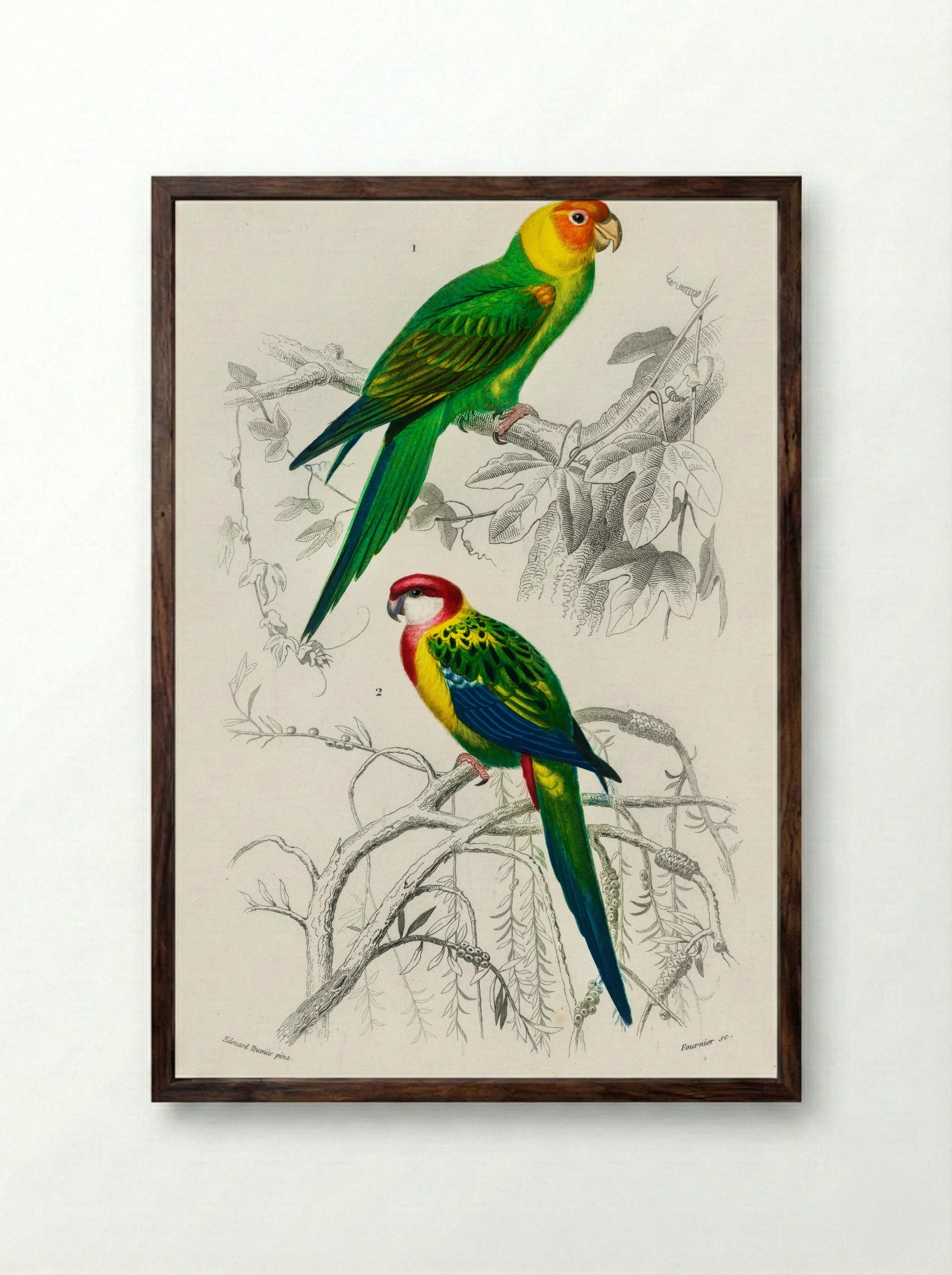 Different Types of Birds - Charles Dessalines D'Orbigny - Framed Print Dark Wood