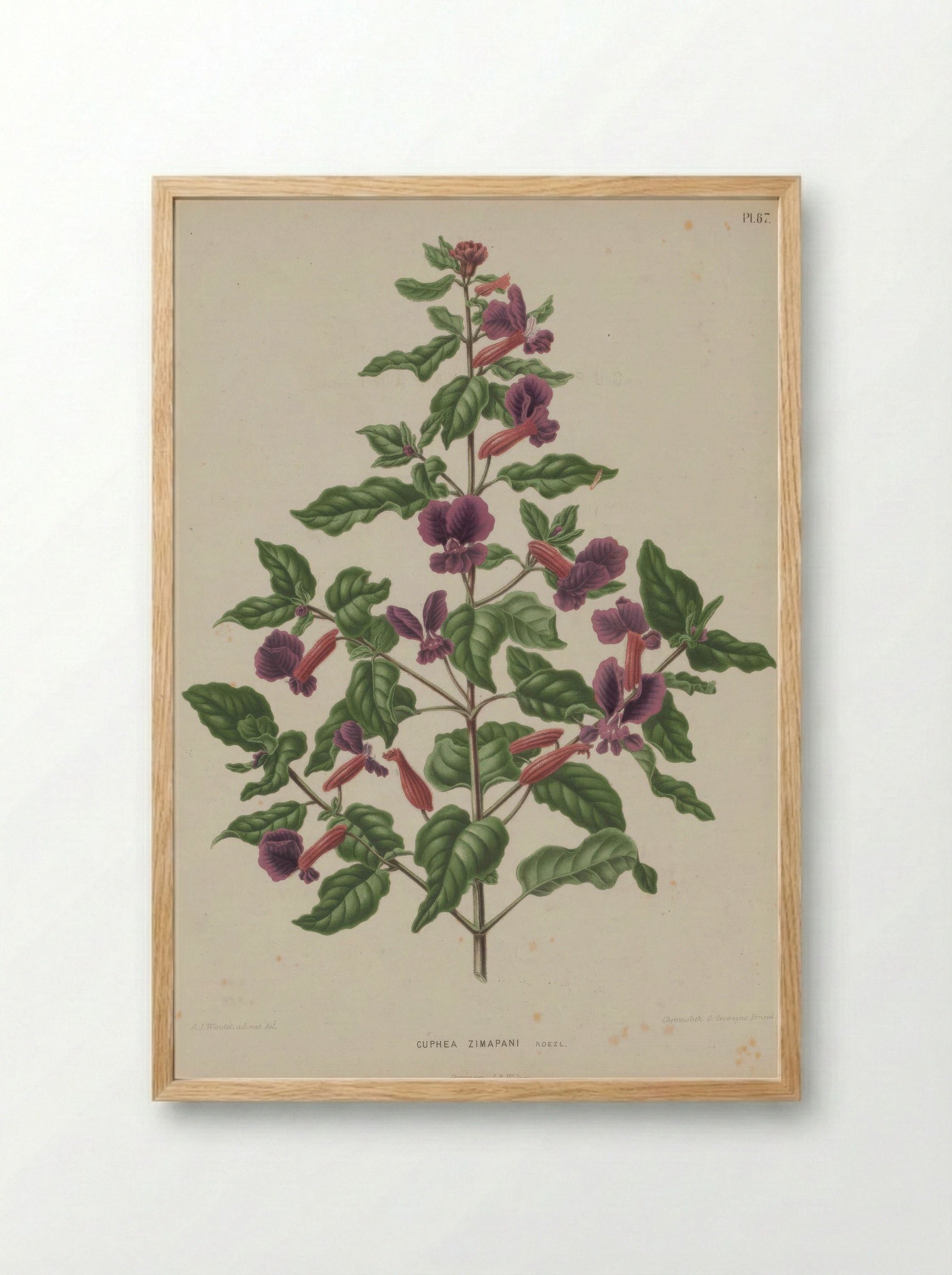 Cuphea Lanceolata Dryand. - A. J. Wendel - Framed Print Wood