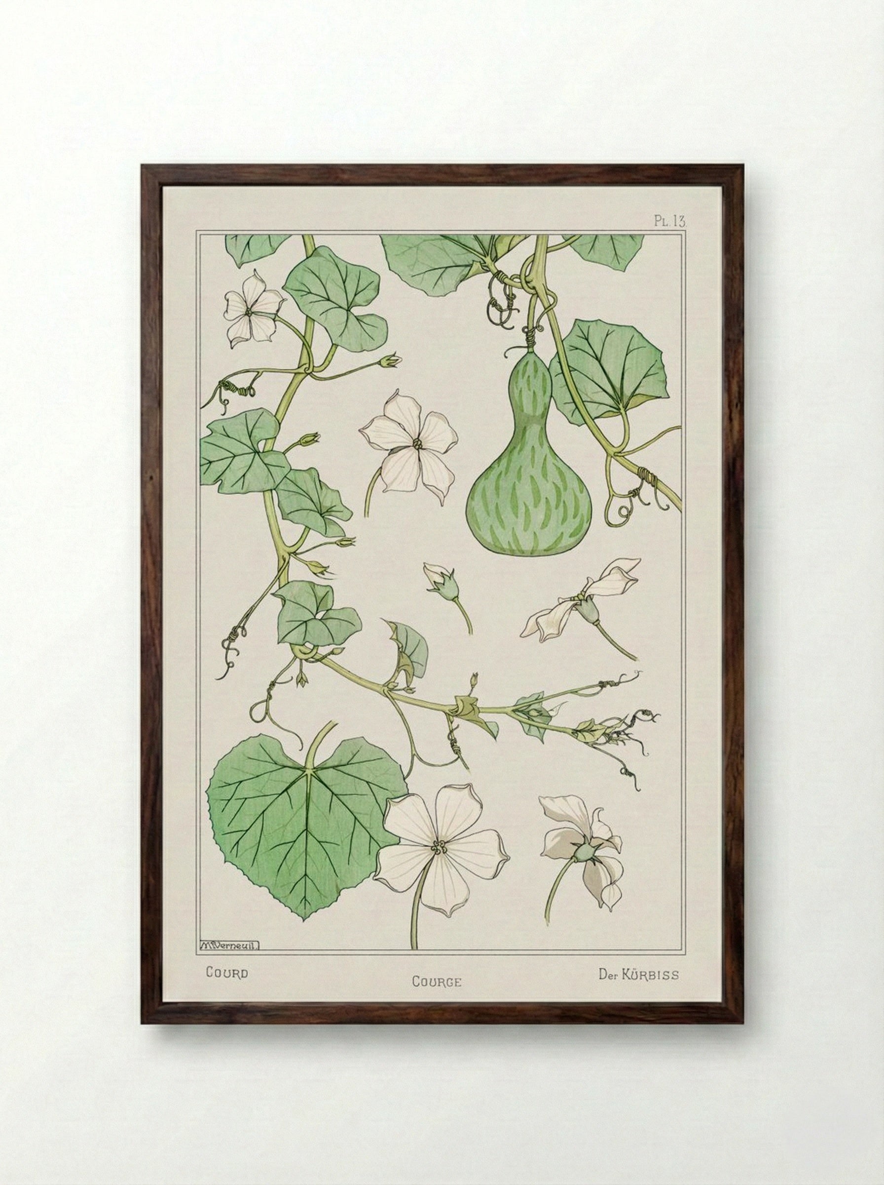 Courge (White-Flowered Gourd) - Maurice Pillard Verneuil - Framed Print Dark Wood