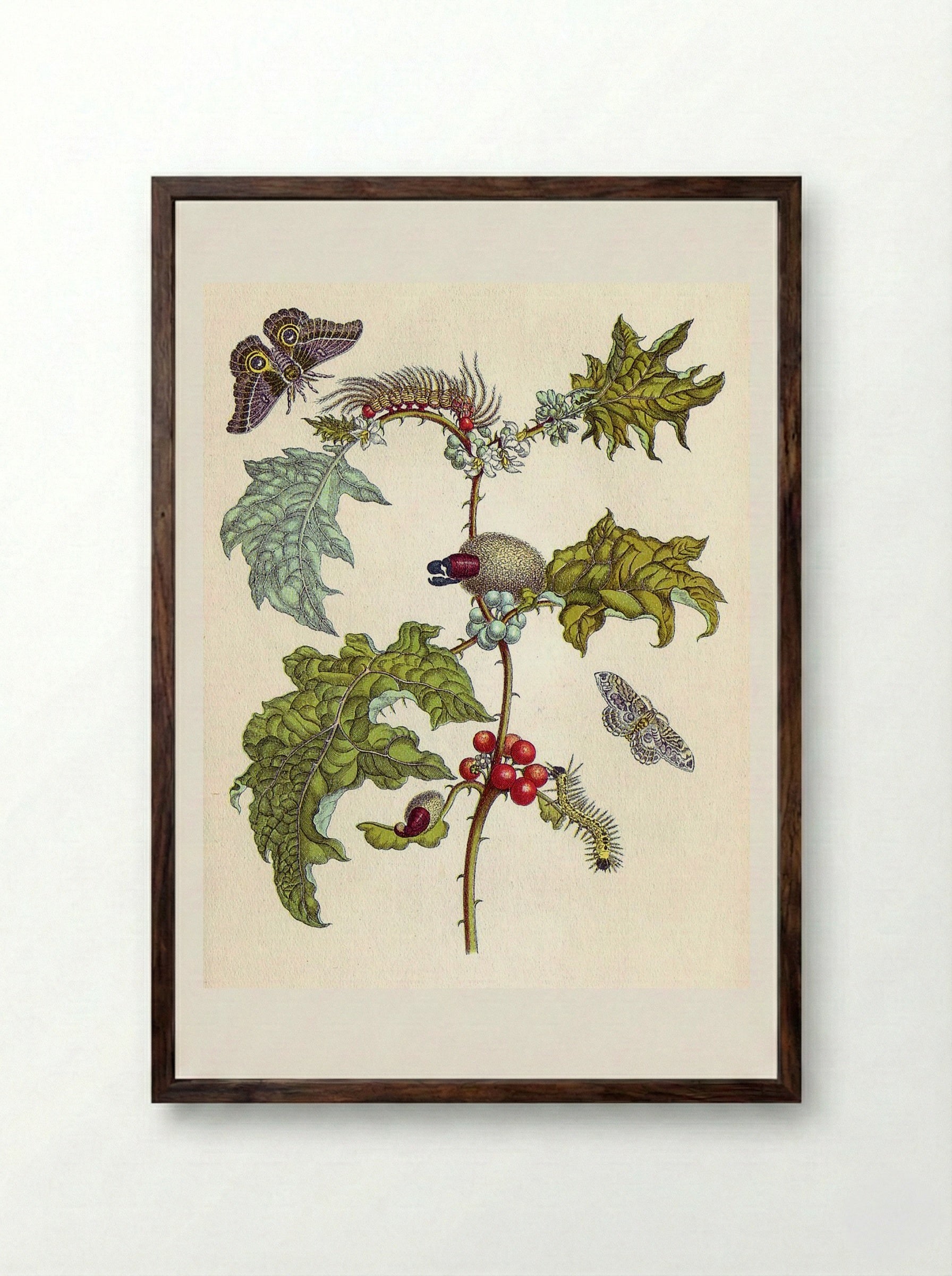 from Metamorphosis insectorum Surinamensium - Maria Sibylla Merian - Framed Print Dark Wood