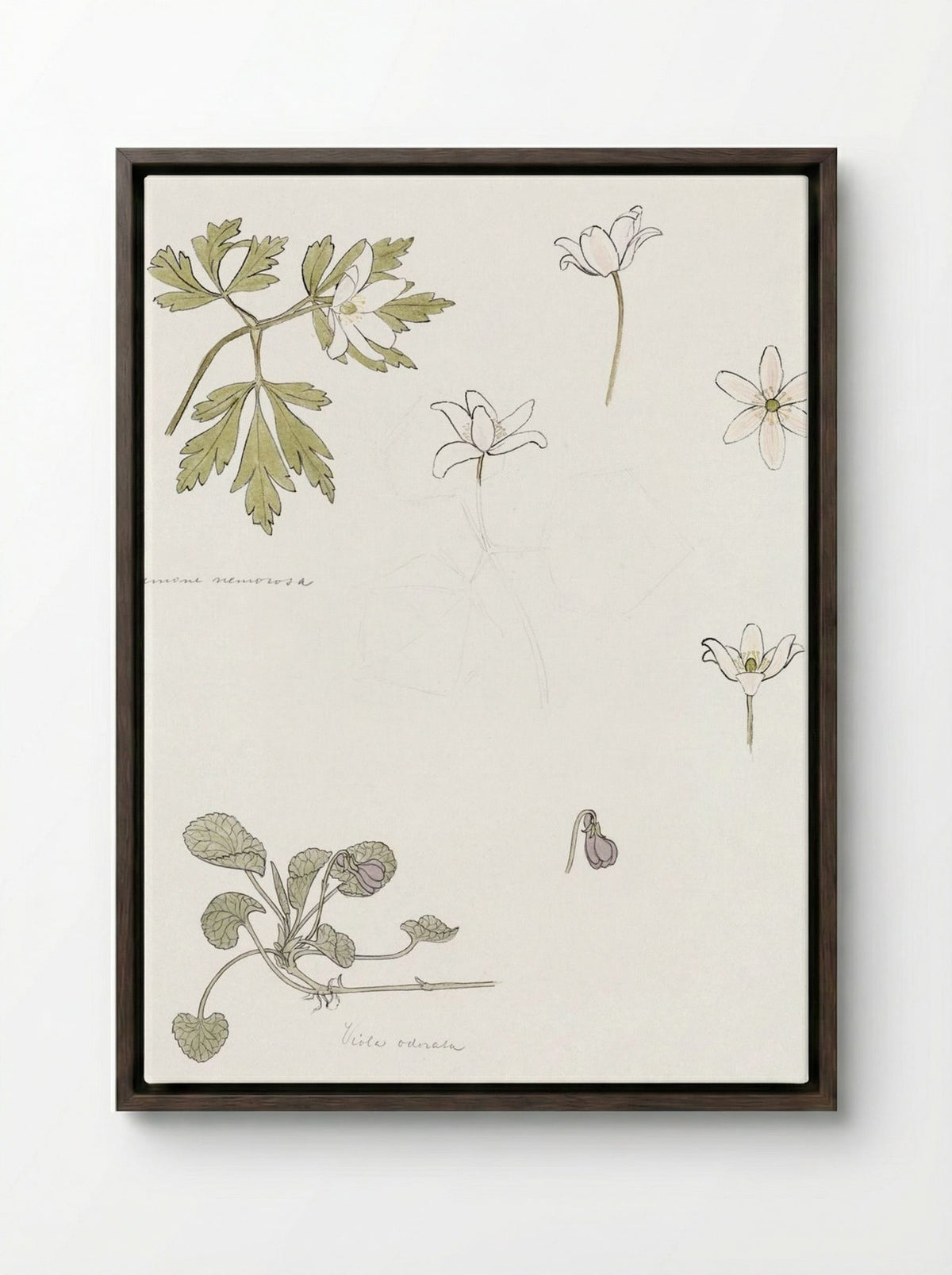 Sketches of Wood Anemone and Sweet Violet - Julie de Graag - Framed Canvas Dark Wood