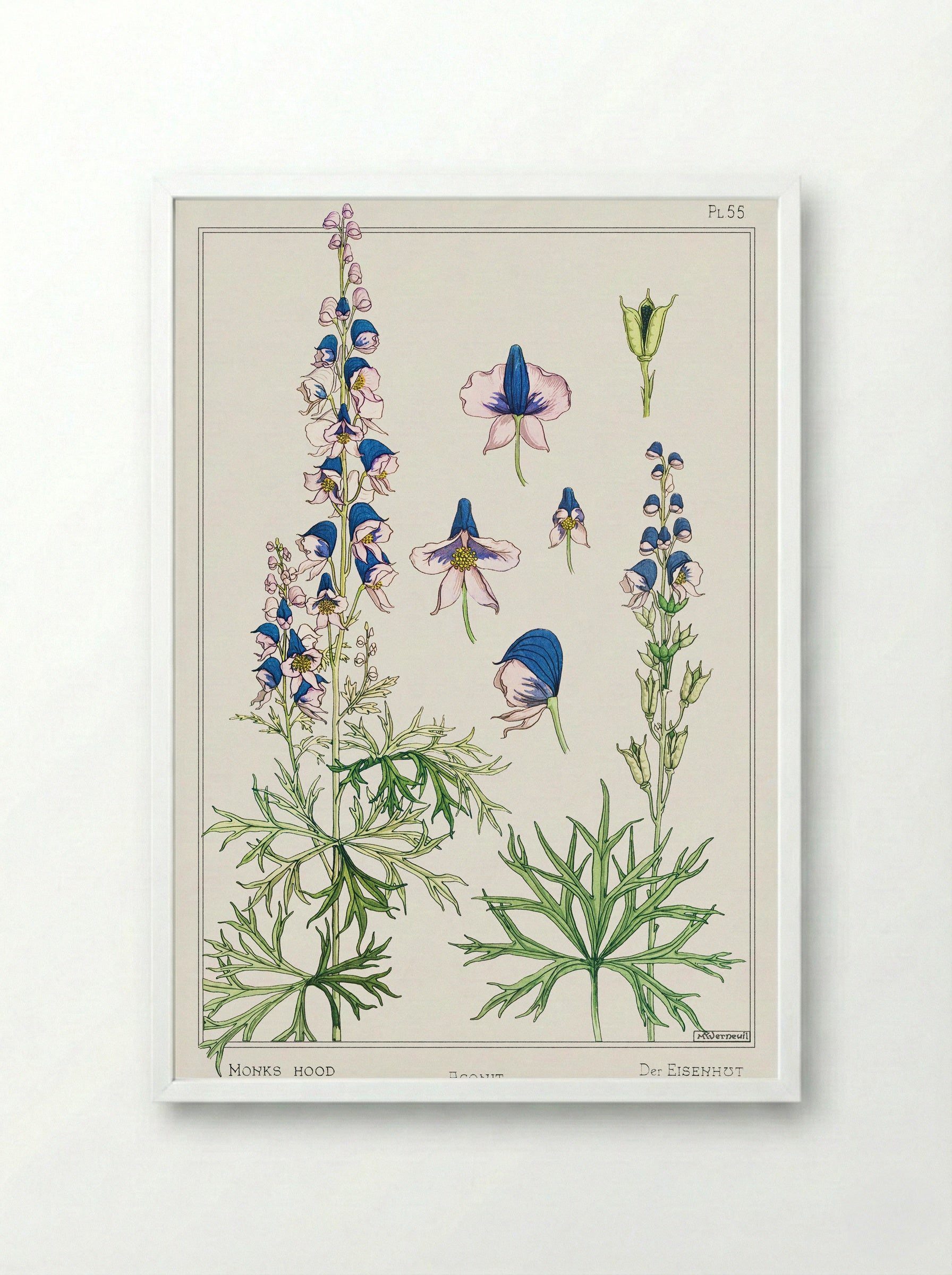 Aconite (Monkshood) - Maurice Pillard Verneuil - Framed Print White