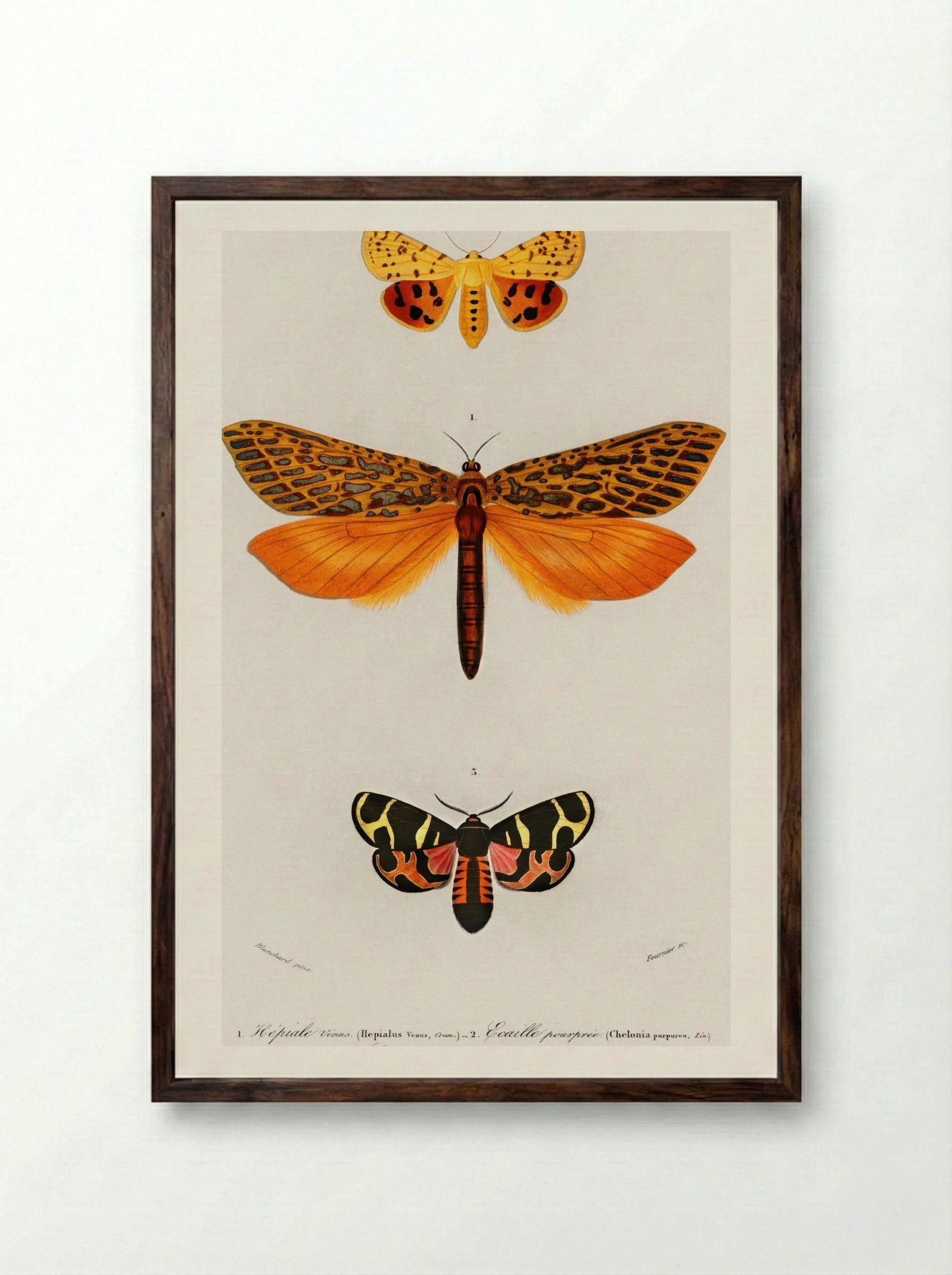 Different Types of Moths - Charles Dessalines D'Orbigny - Framed Print Dark Wood