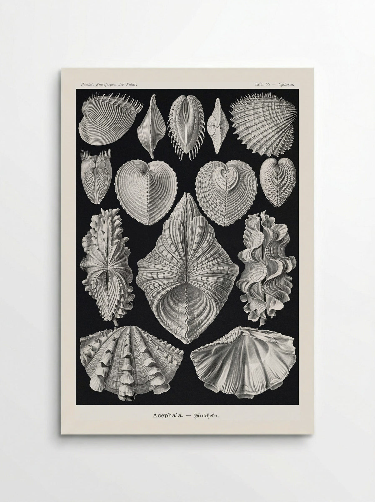 Acephala-Muscheln (1904) - Ernst Haeckel - Poster