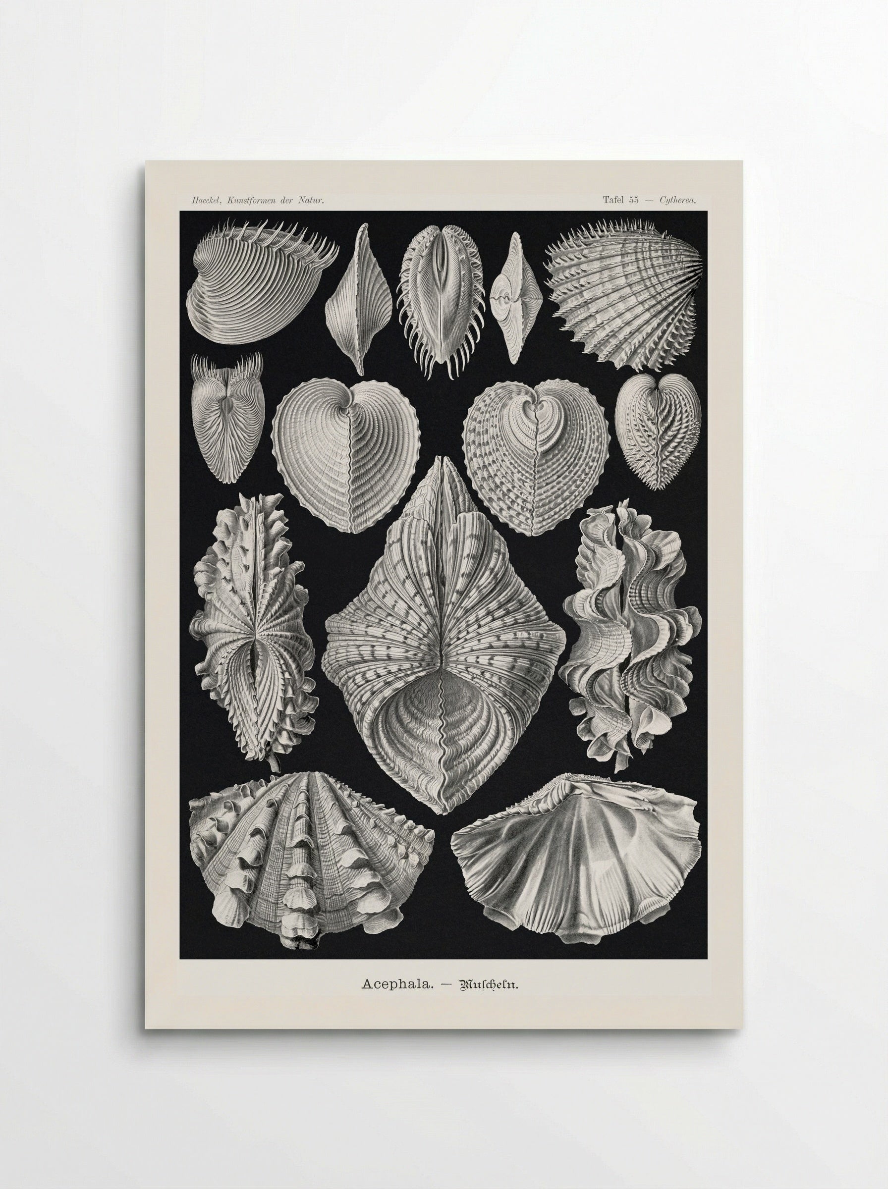 Acephala-Muscheln (1904) - Ernst Haeckel - Poster