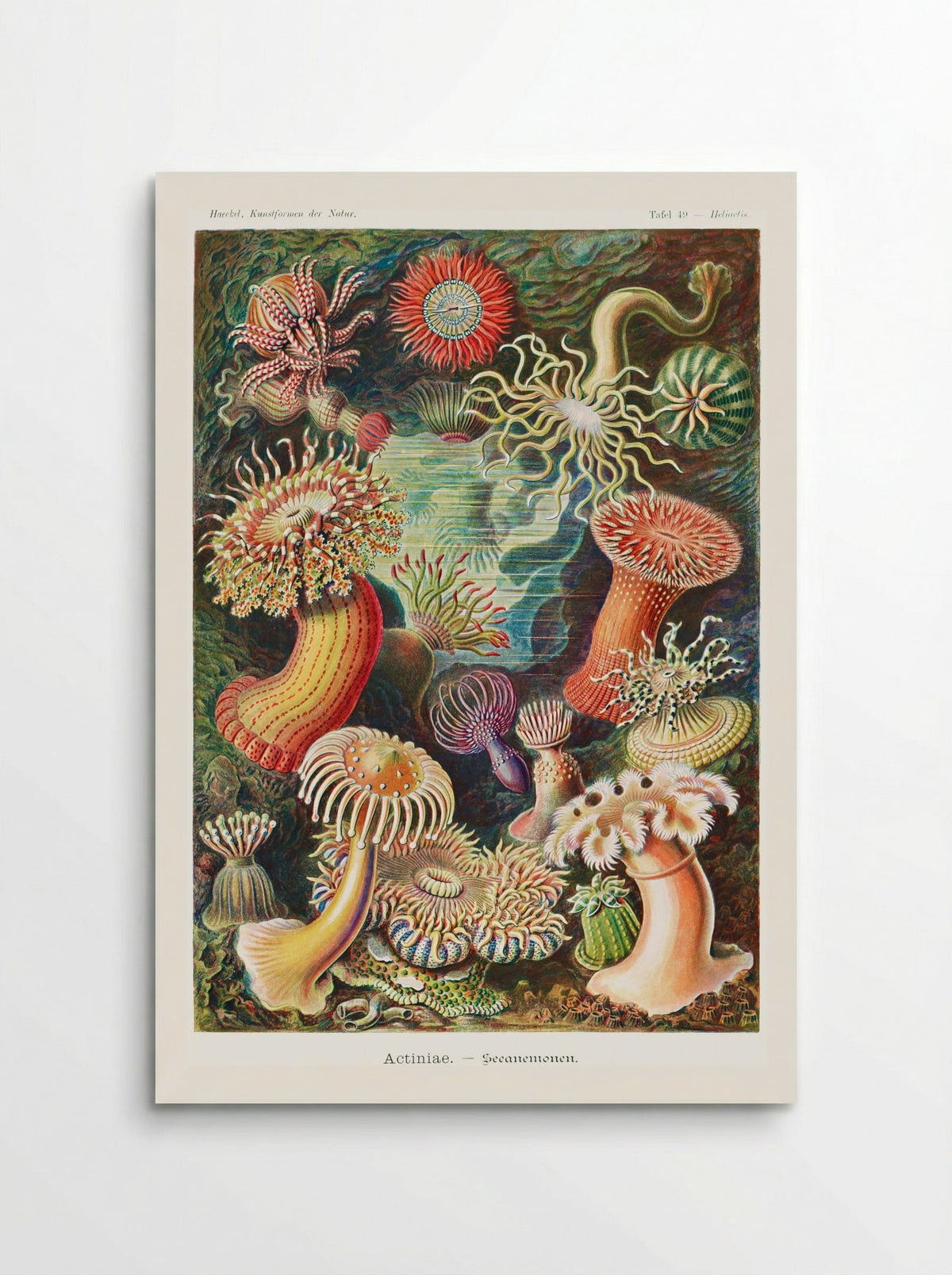 Actiniae-Seeanemonen (1904) - Ernst Haeckel - Poster
