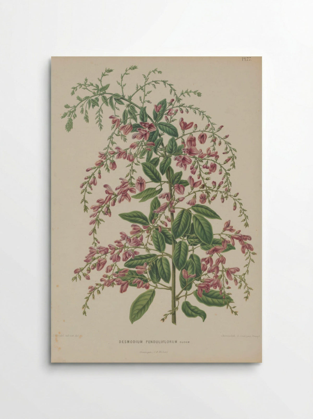 Desmodium Penduliflorum Oudem. - A. J. Wendel - Poster