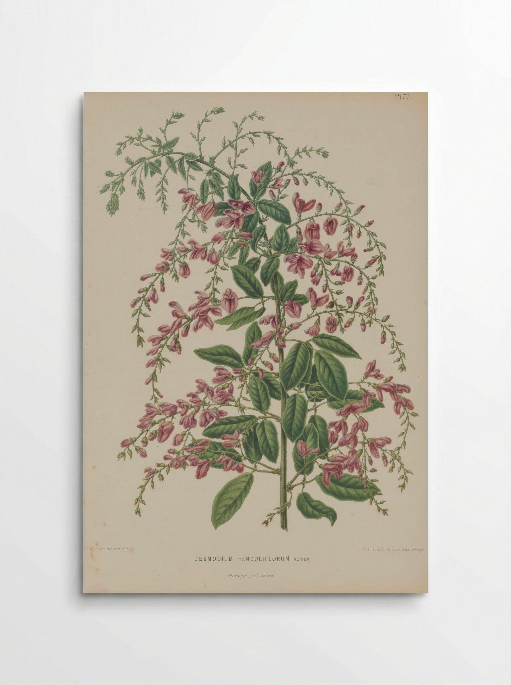 Desmodium Penduliflorum Oudem. - A. J. Wendel - Poster