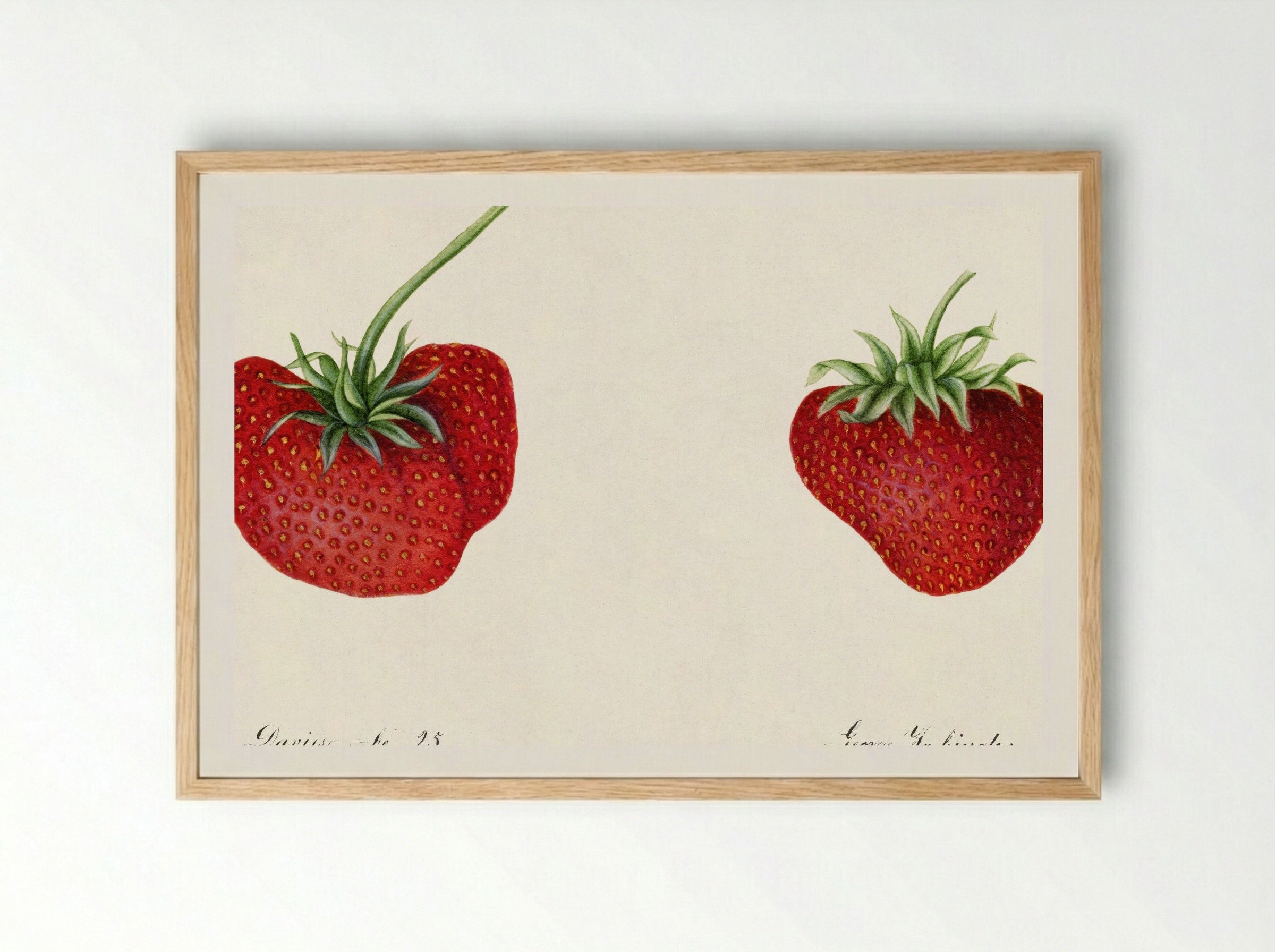 Strawberries (Fragaria) (1890) - William Henry Prestele - Framed Print Wood