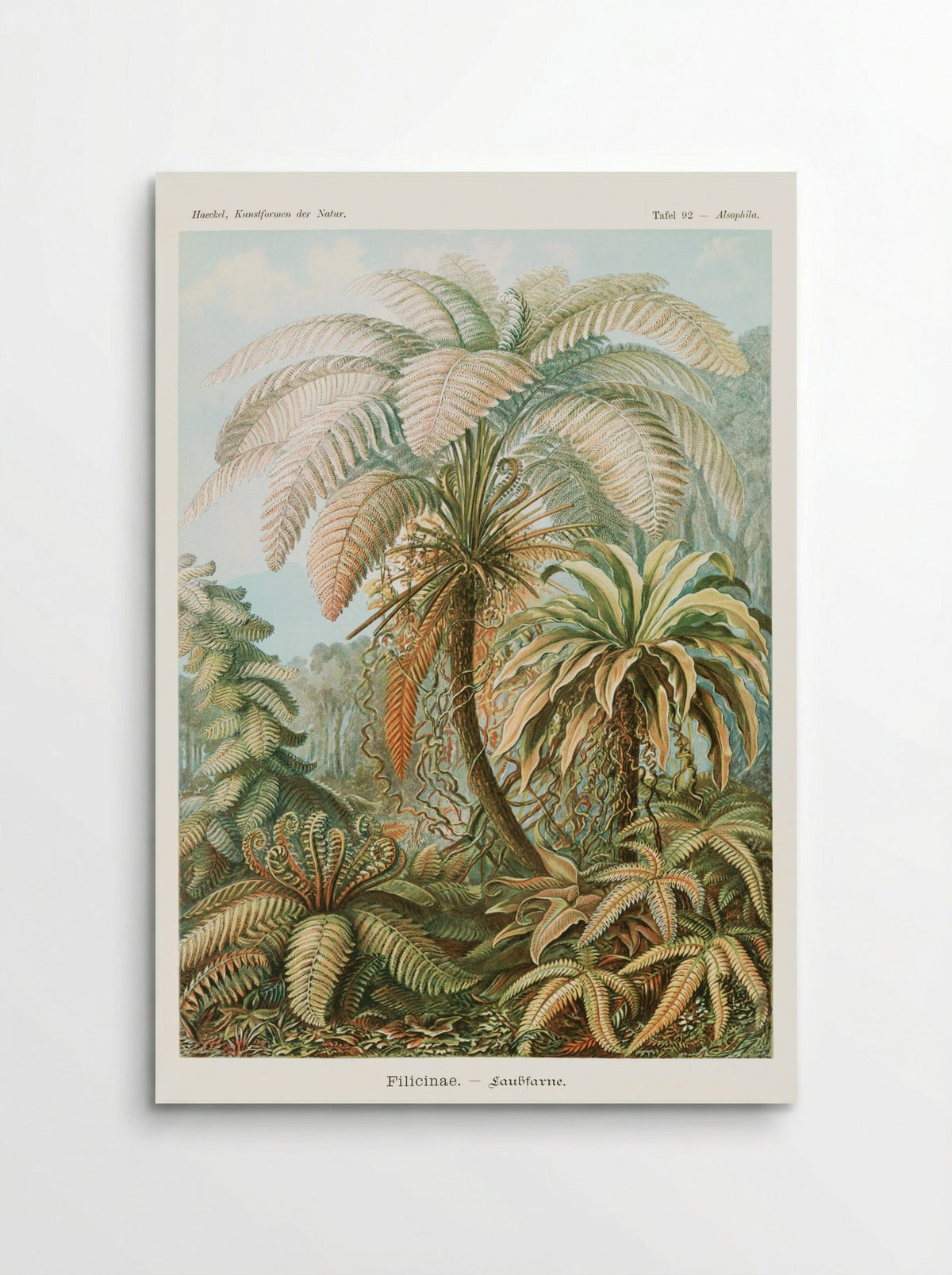 Filicinae-Laubfarne (1904) - Ernst Haeckel - Poster