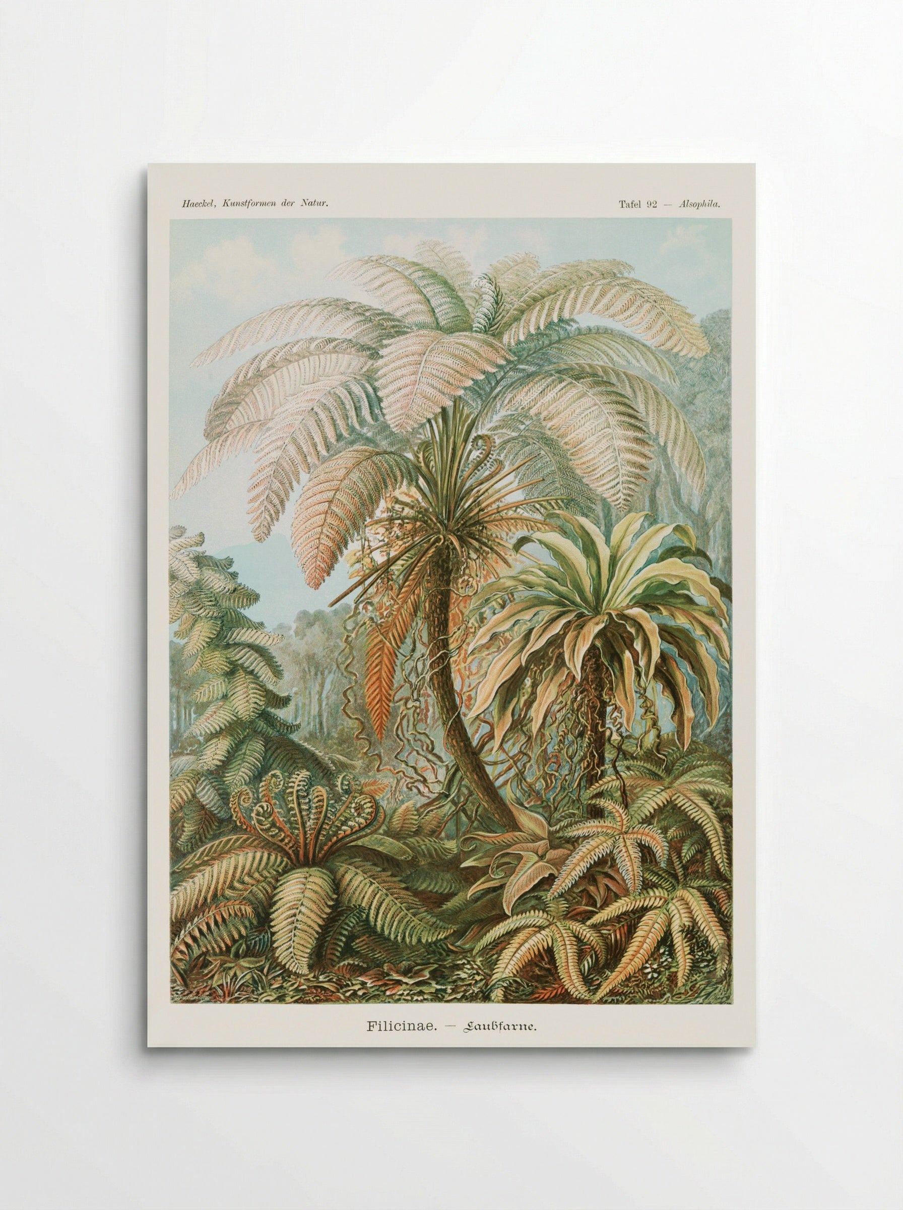 Filicinae-Laubfarne (1904) - Ernst Haeckel - Poster