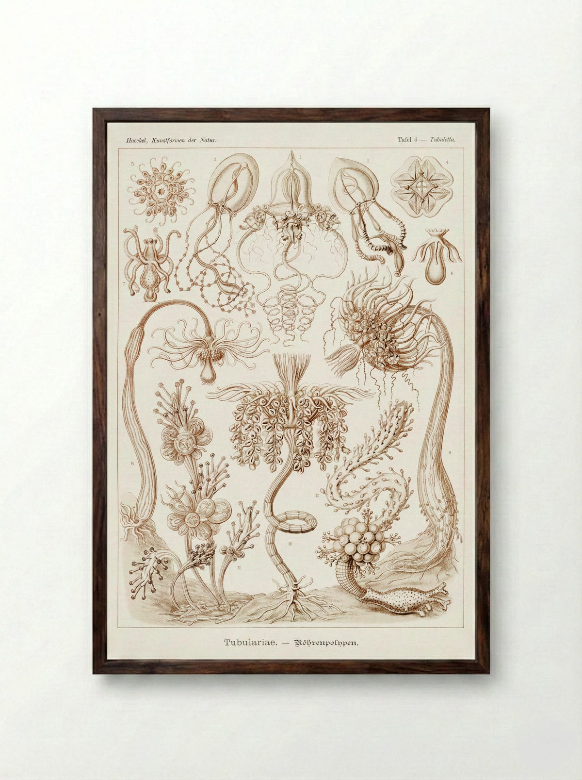 Diatomea-Schachtellinge (1904) - Ernst Haeckel - Framed Print Dark Wood