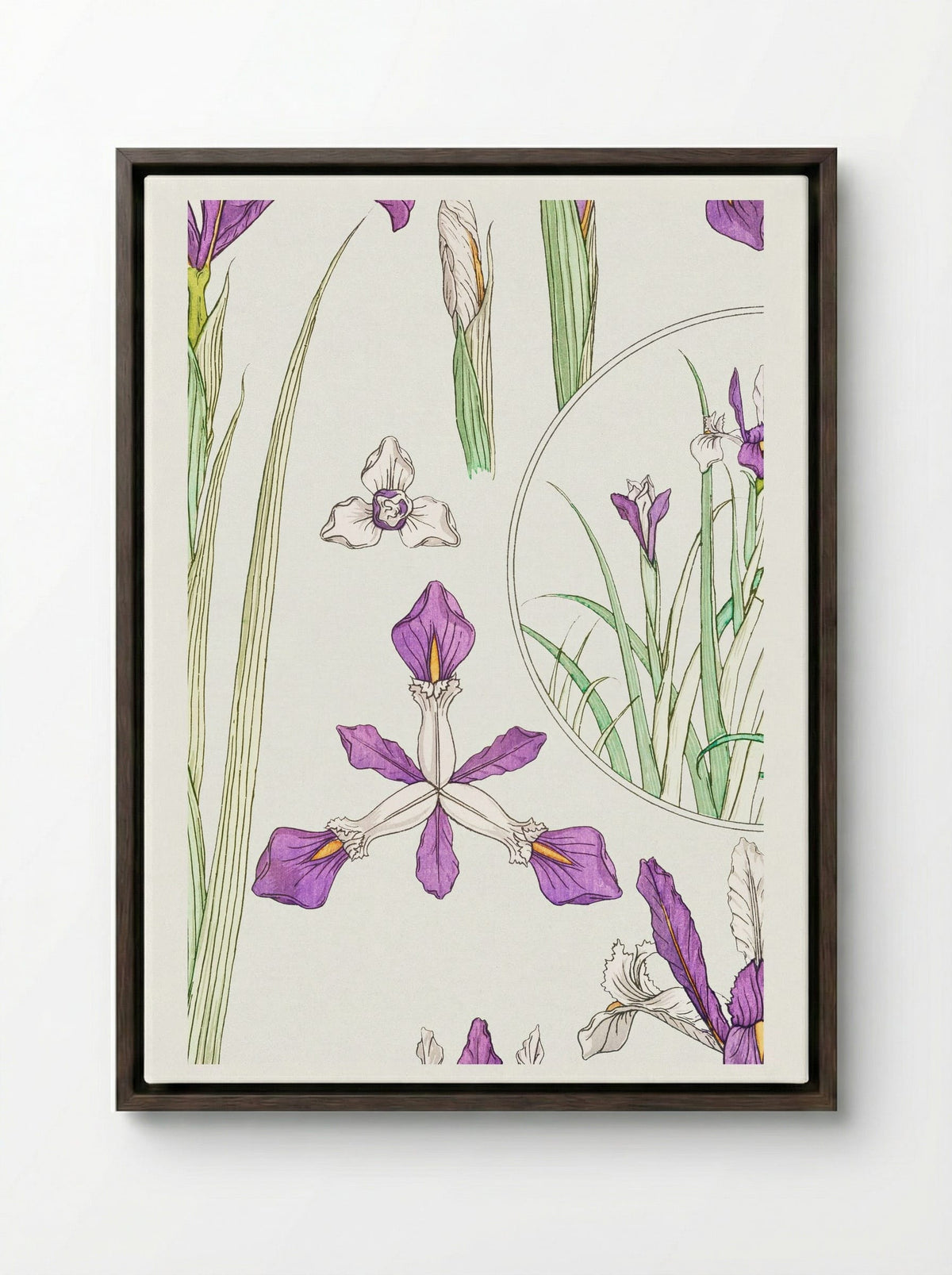Iris, from La Plante et ses Applications ornementales - Maurice Pillard Verneuil - Framed Canvas Dark Wood