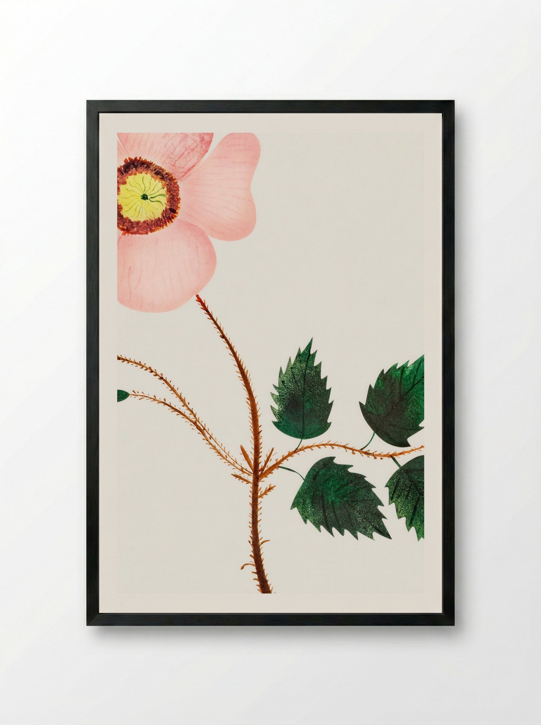 Wild Rose - Mary Altha Nims - Framed Print Black