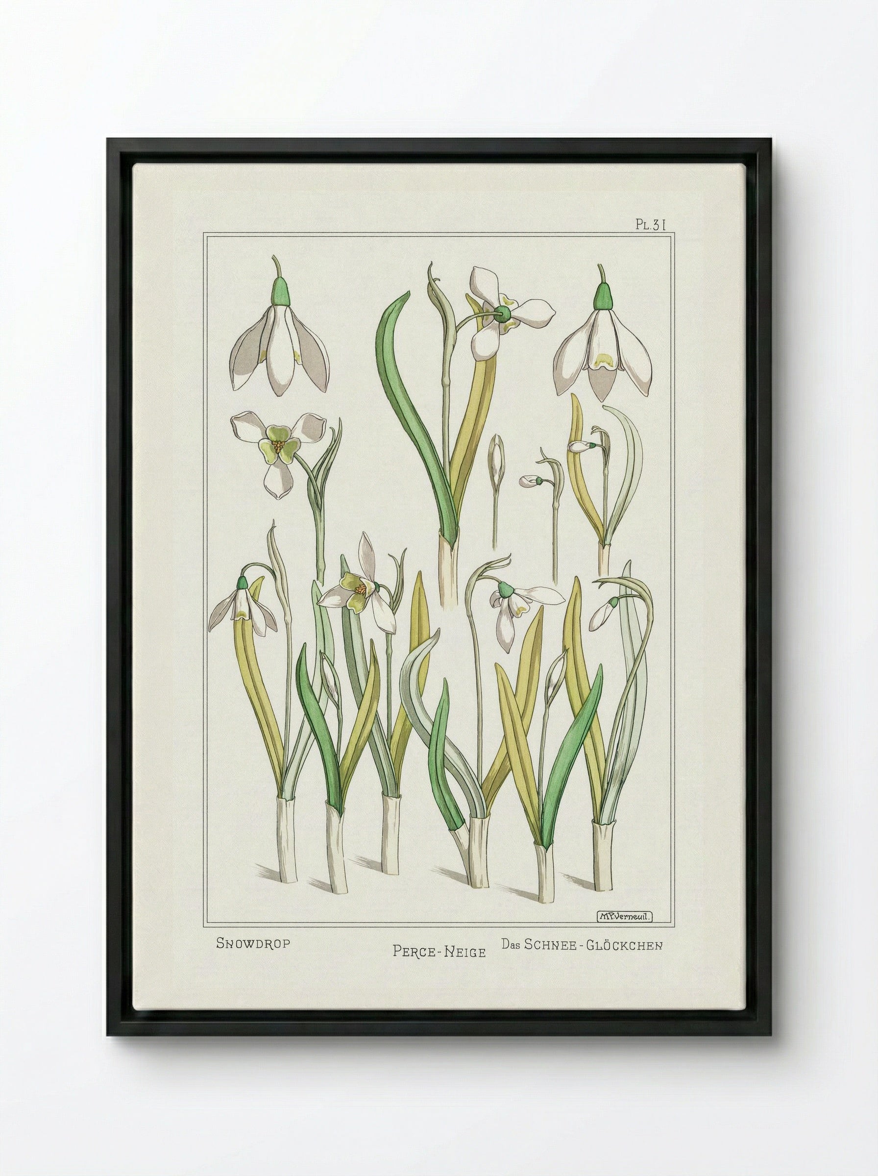 Perce-Neige (Snowdrops) - Maurice Pillard Verneuil - Framed Canvas Black