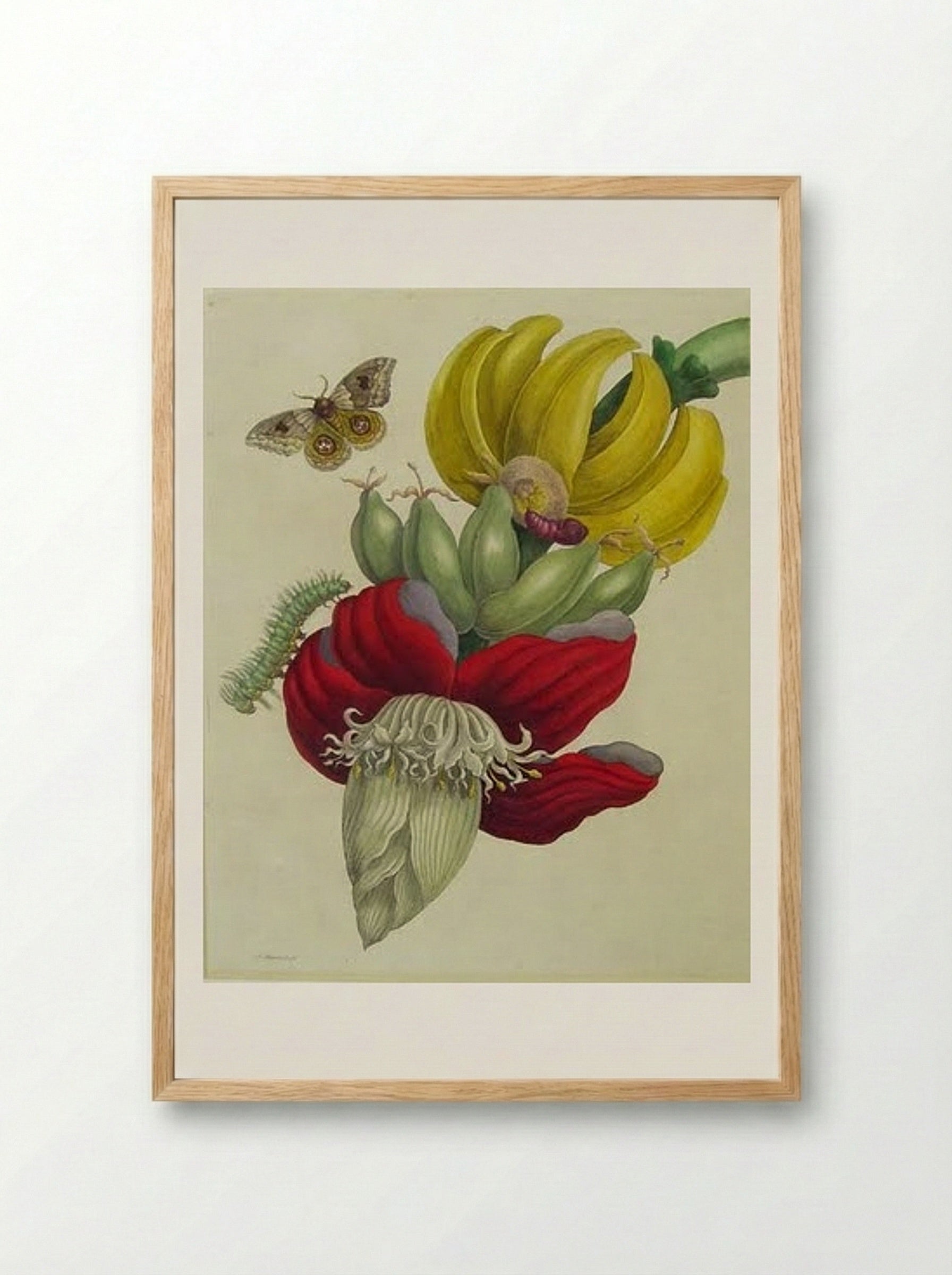 Inflorescence of Banana - Maria Sibylla Merian - Framed Print Wood