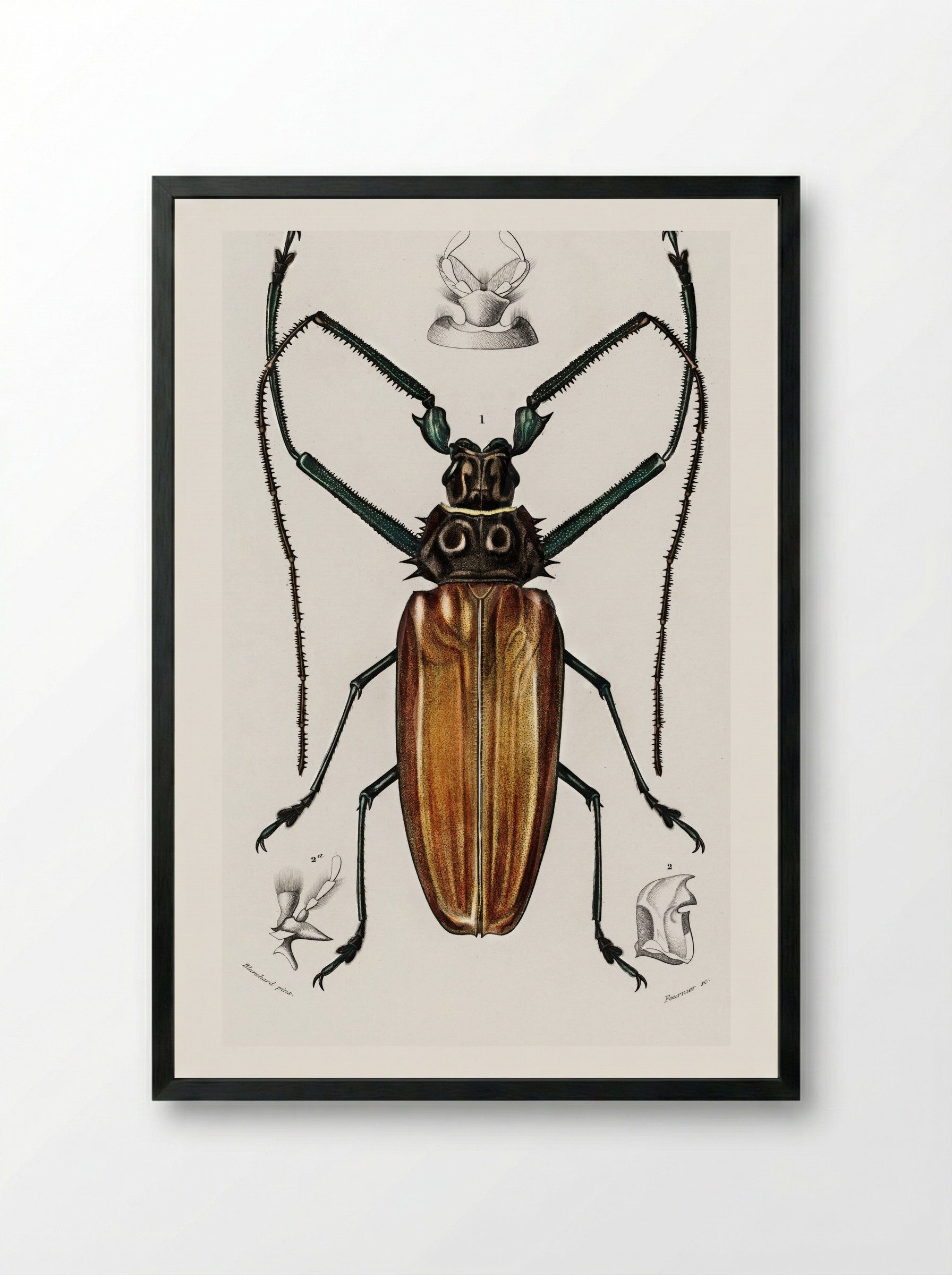 Enoplocerus Armillatus - Charles Dessalines D'Orbigny - Framed Print Black