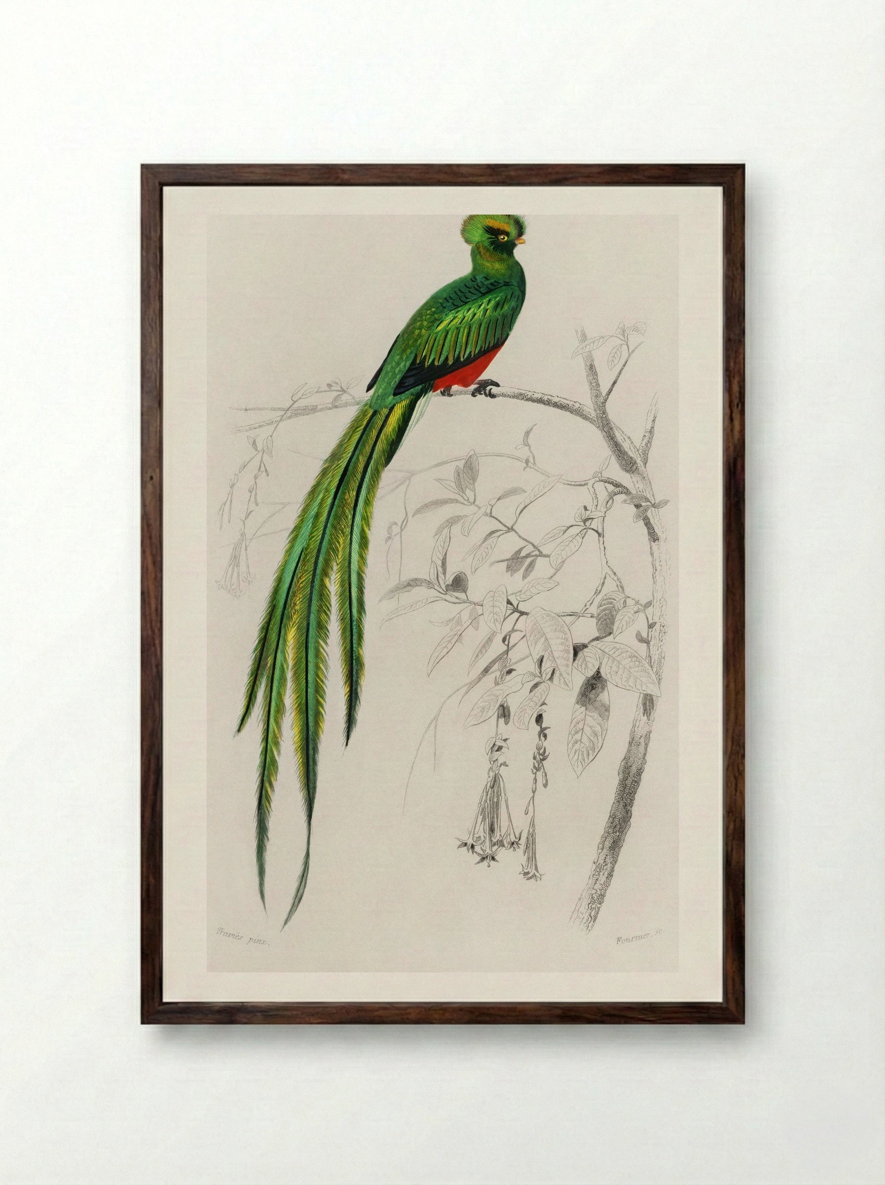 Pavonine Quetzal - Charles Dessalines D'Orbigny - Framed Print Dark Wood