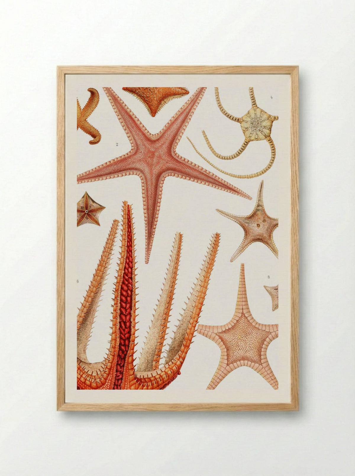 Starfish Varieties - Albert I of Monaco - Framed Print Wood