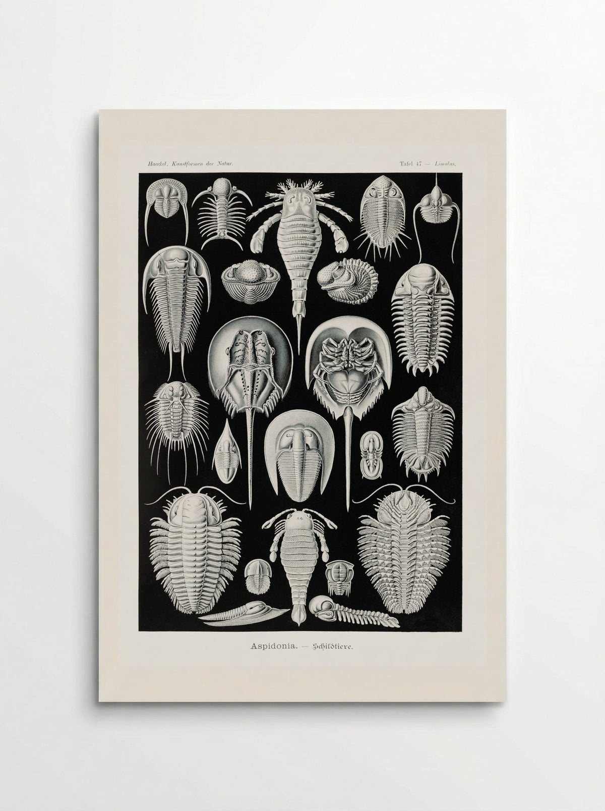 Aspidonia-Schildtiere (1904) - Ernst Haeckel - Poster