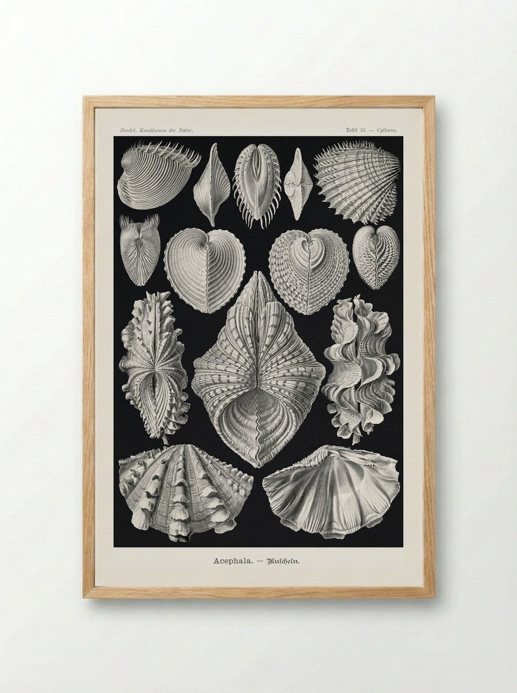 Acephala-Muscheln (1904) - Ernst Haeckel - Framed Print Wood