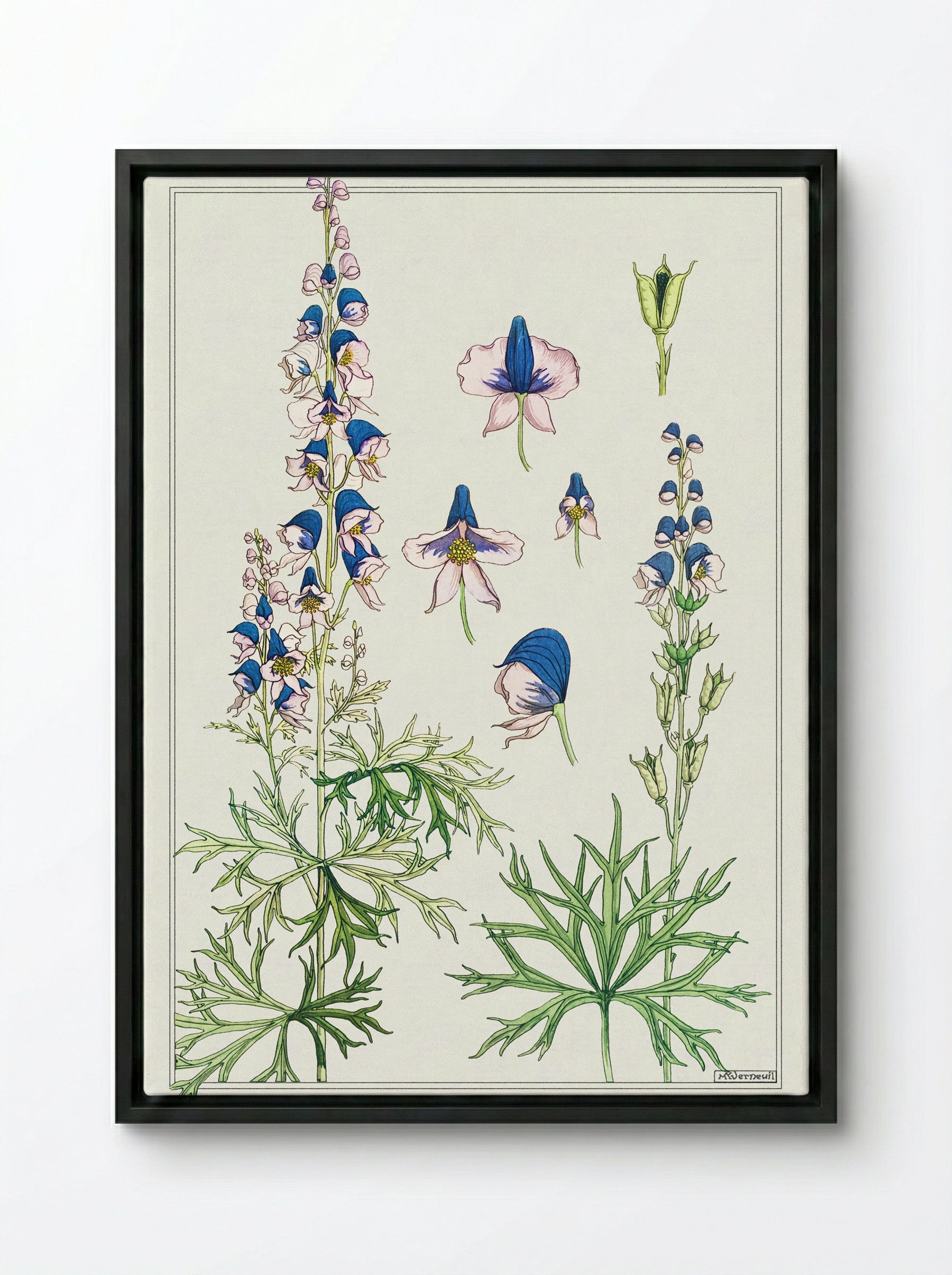 Aconite (Monkshood) - Maurice Pillard Verneuil - Framed Canvas Black