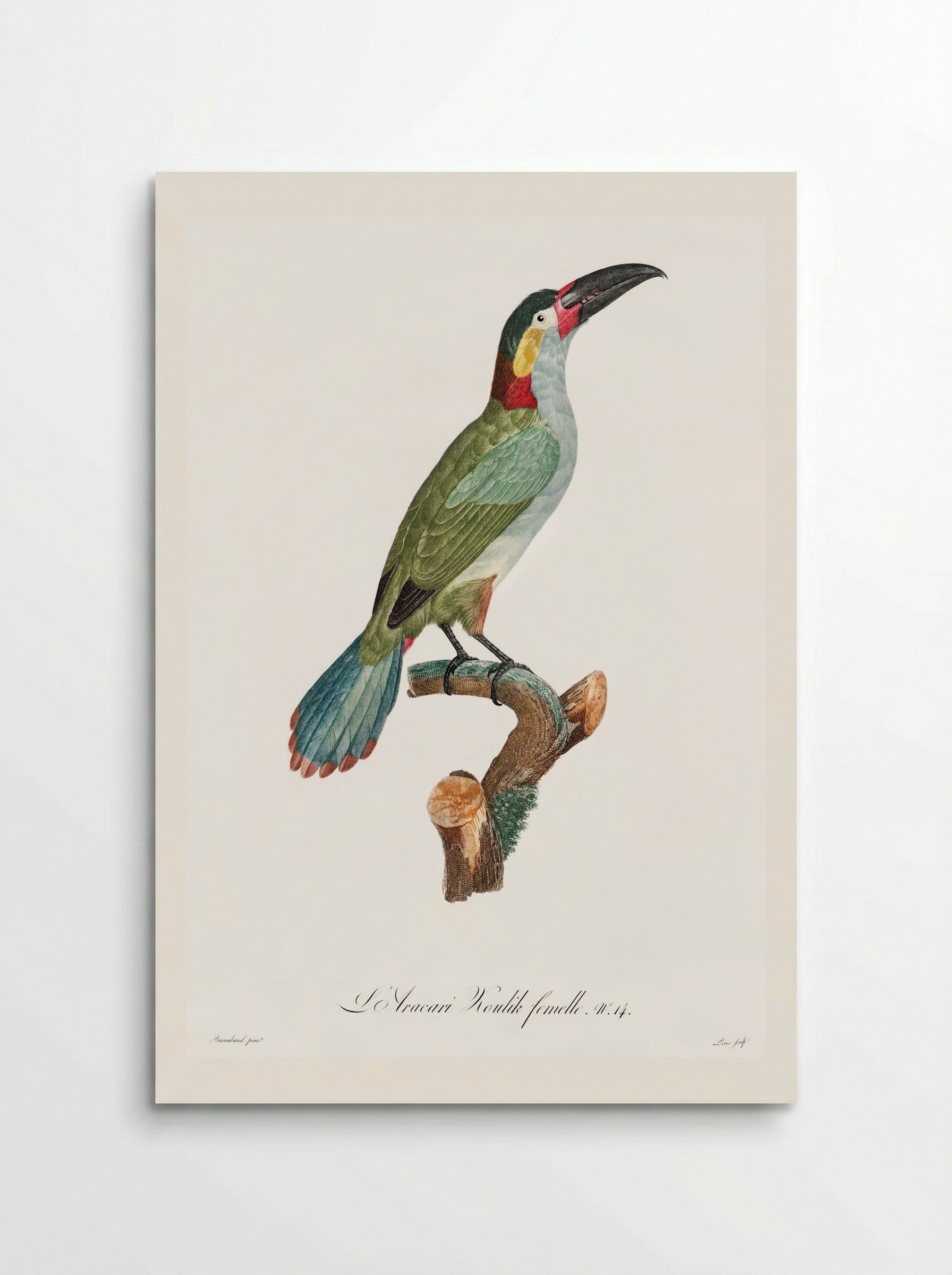 Black-necked Aracari - Jacques Barraband - Poster