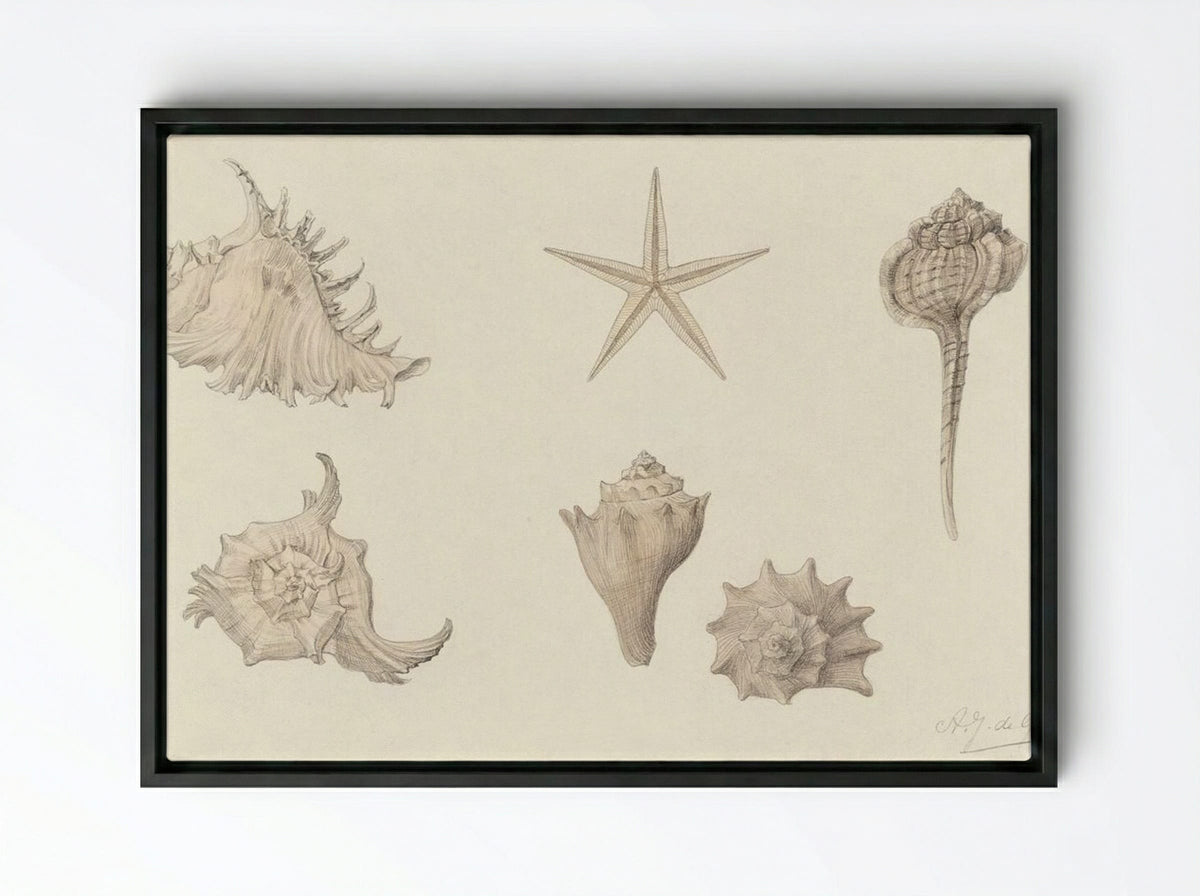Shells - Julie de Graag - Framed Canvas Black