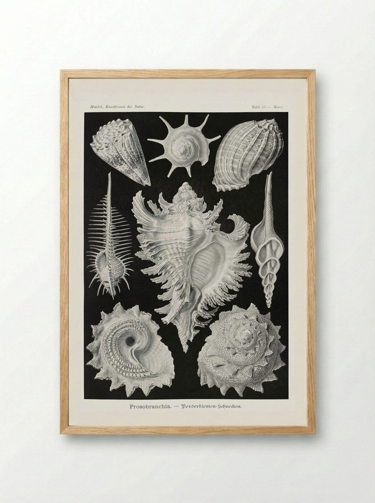 Prosobranchia-Dorderkiemen Schnecken (1904) - Ernst Haeckel - Framed Print Wood