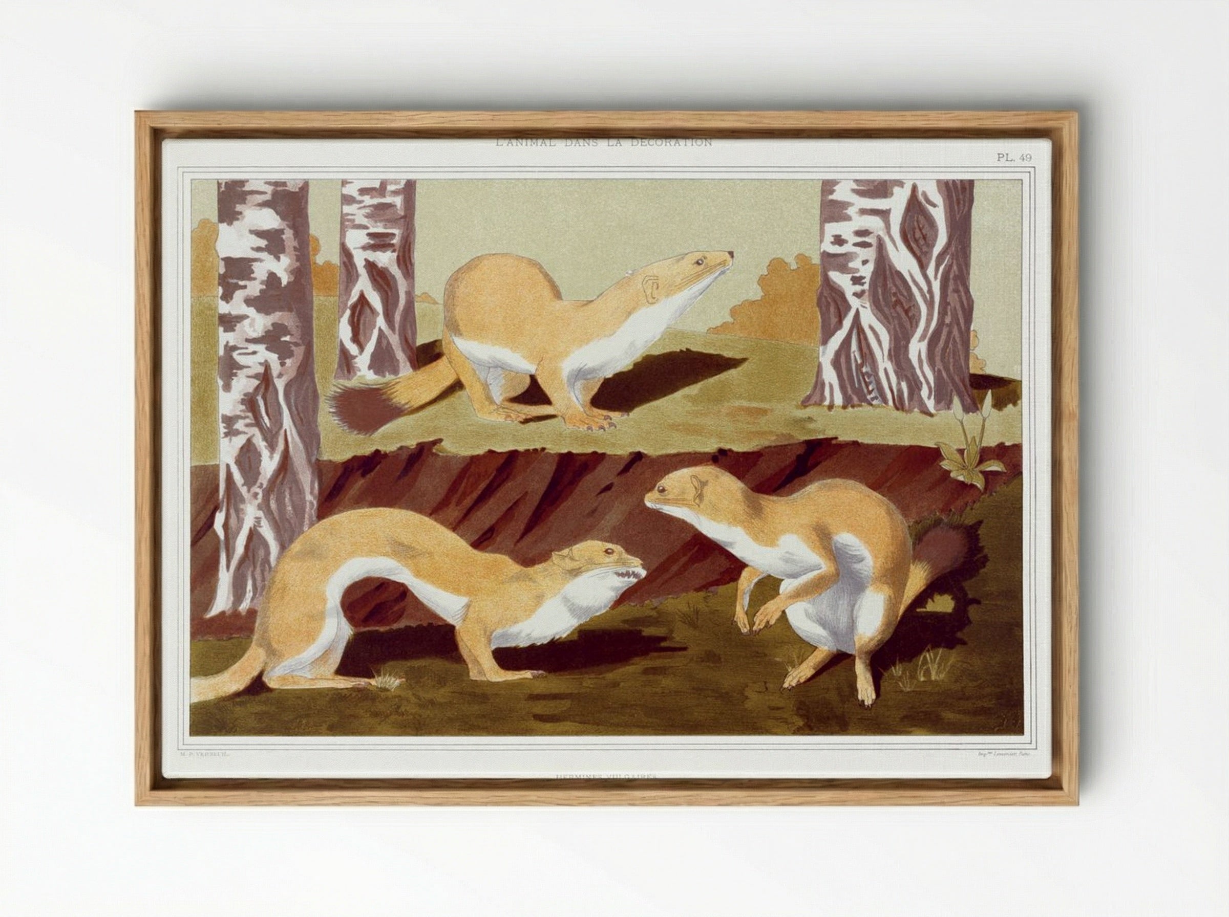 Hermines Vulgaires (Common Stoats) - Maurice Pillard Verneuil - Framed Canvas Wood