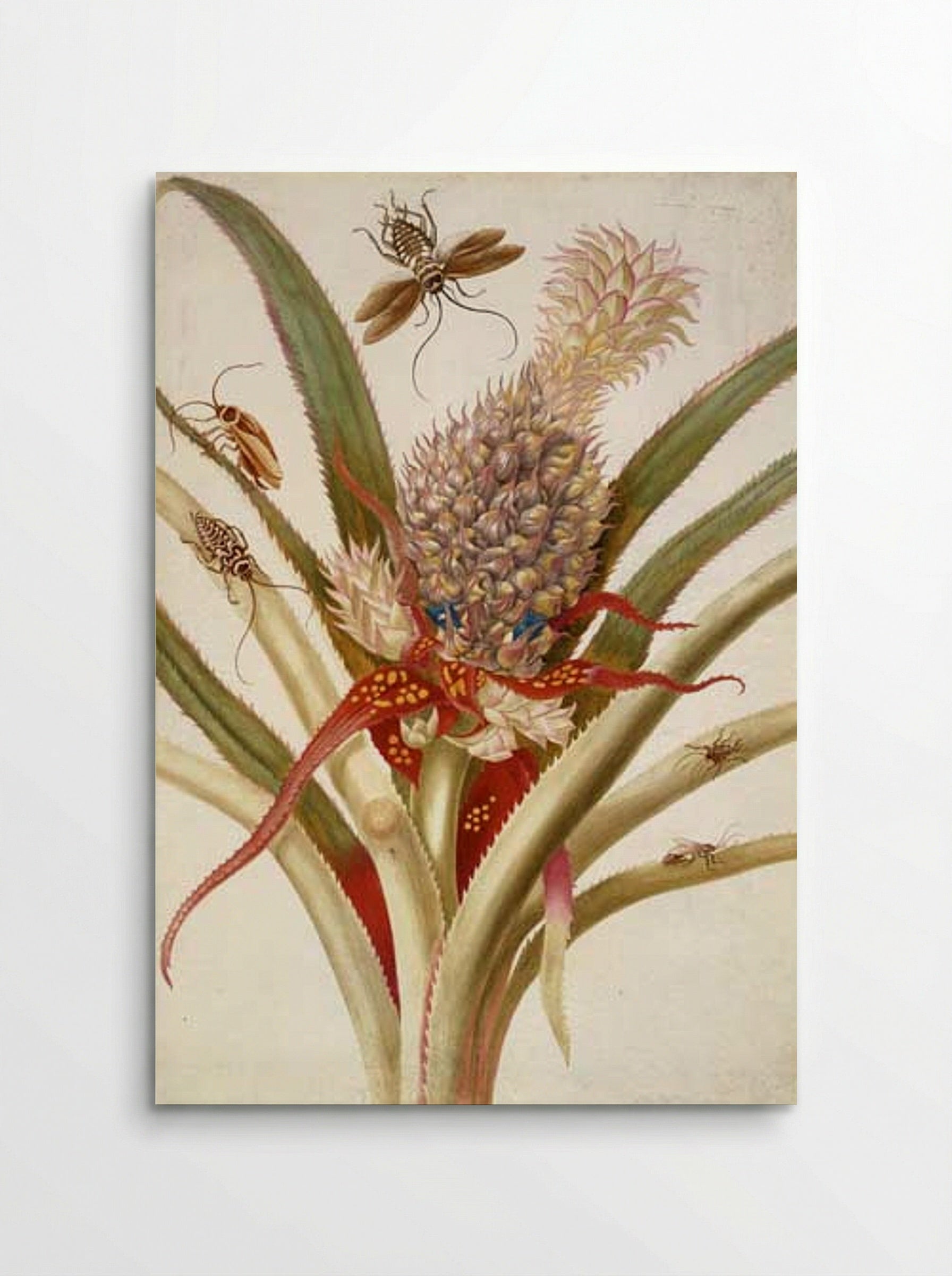 Pineapple and Cockroaches - Maria Sibylla Merian - Poster
