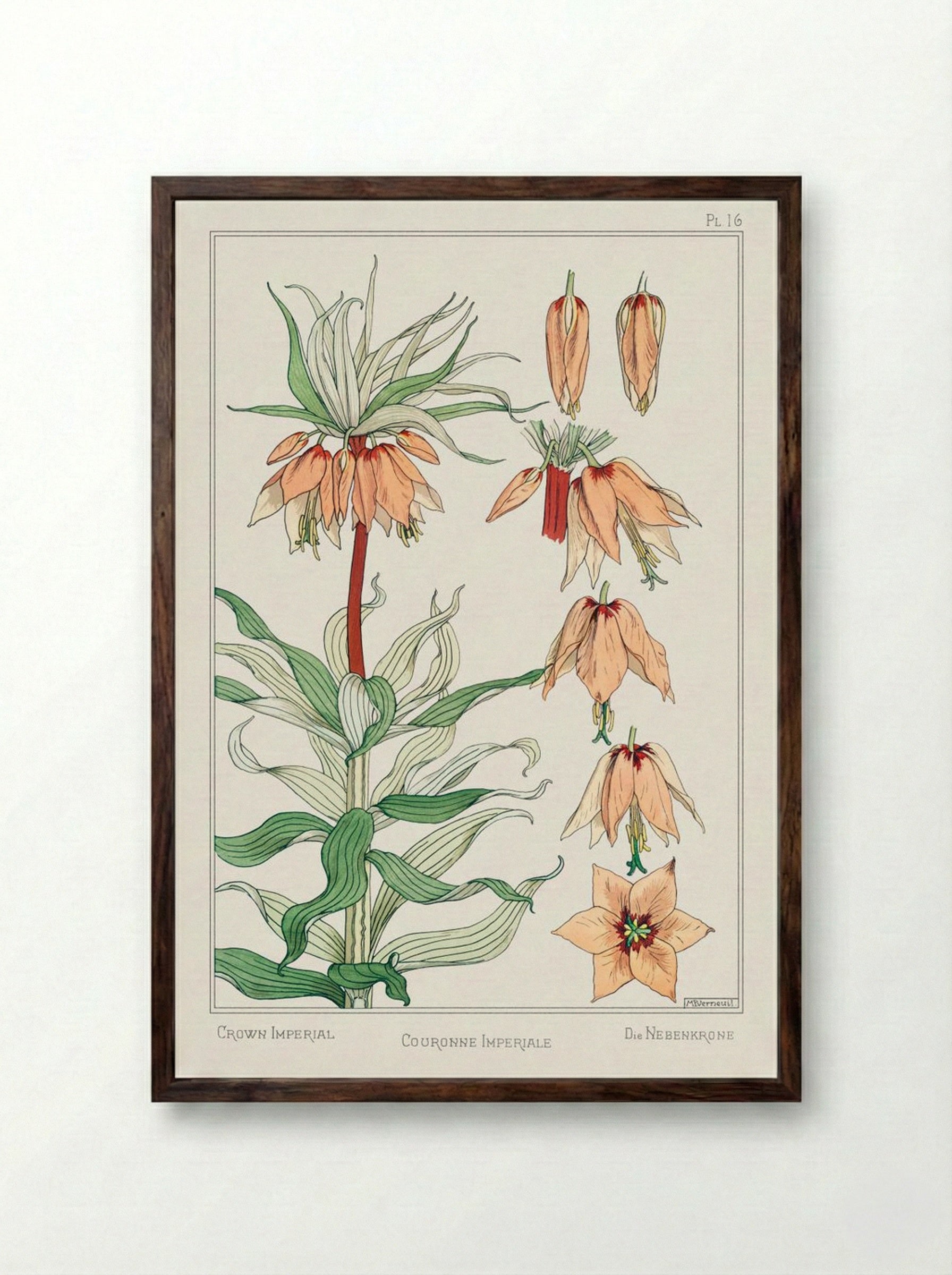Couronne Impériale (Crown Imperial) - Maurice Pillard Verneuil - Framed Print Dark Wood