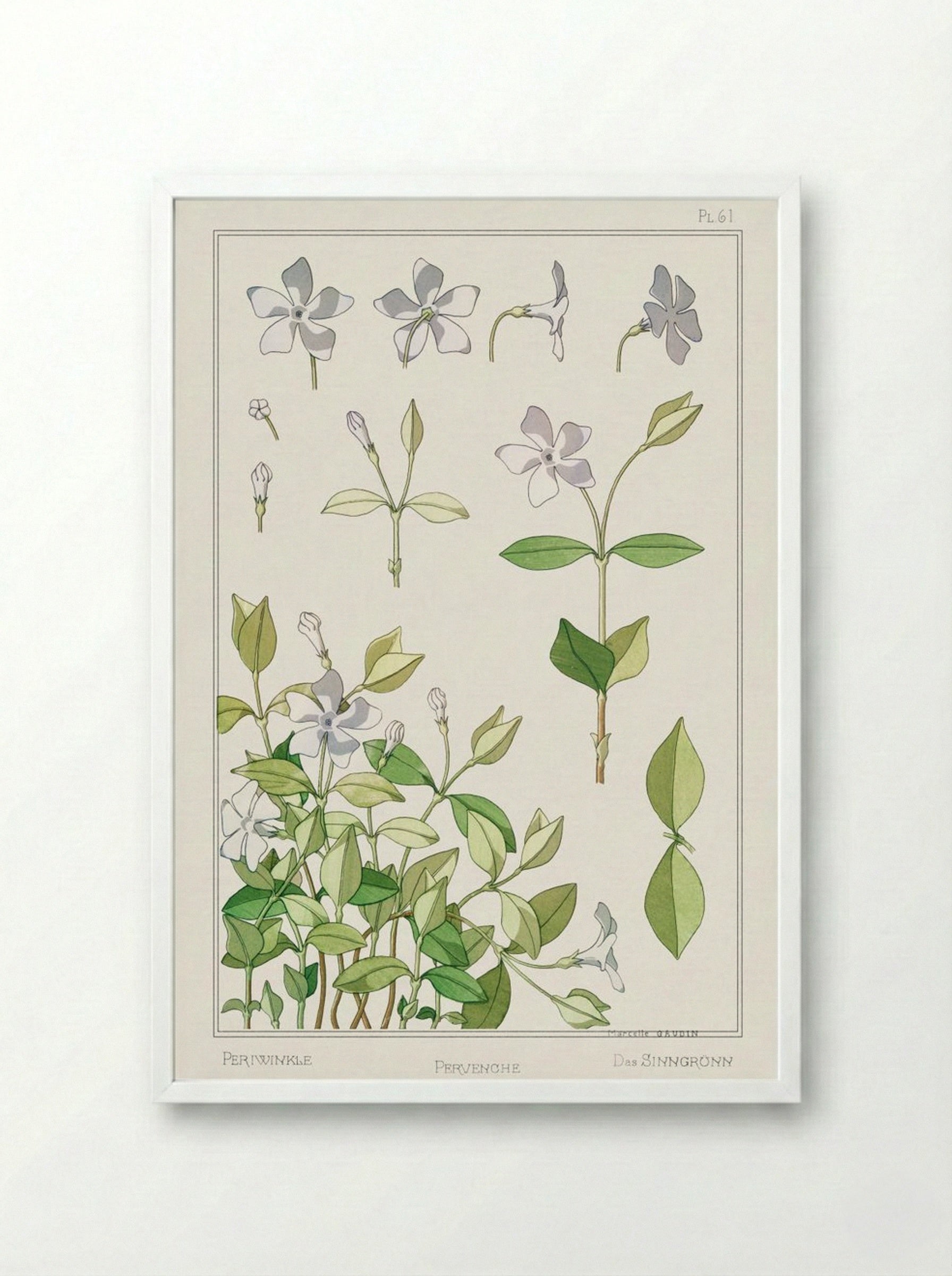 Pervenche (Periwinkle) from La Plante et ses Applications ornementales - Maurice Pillard Verneuil - Framed Print White