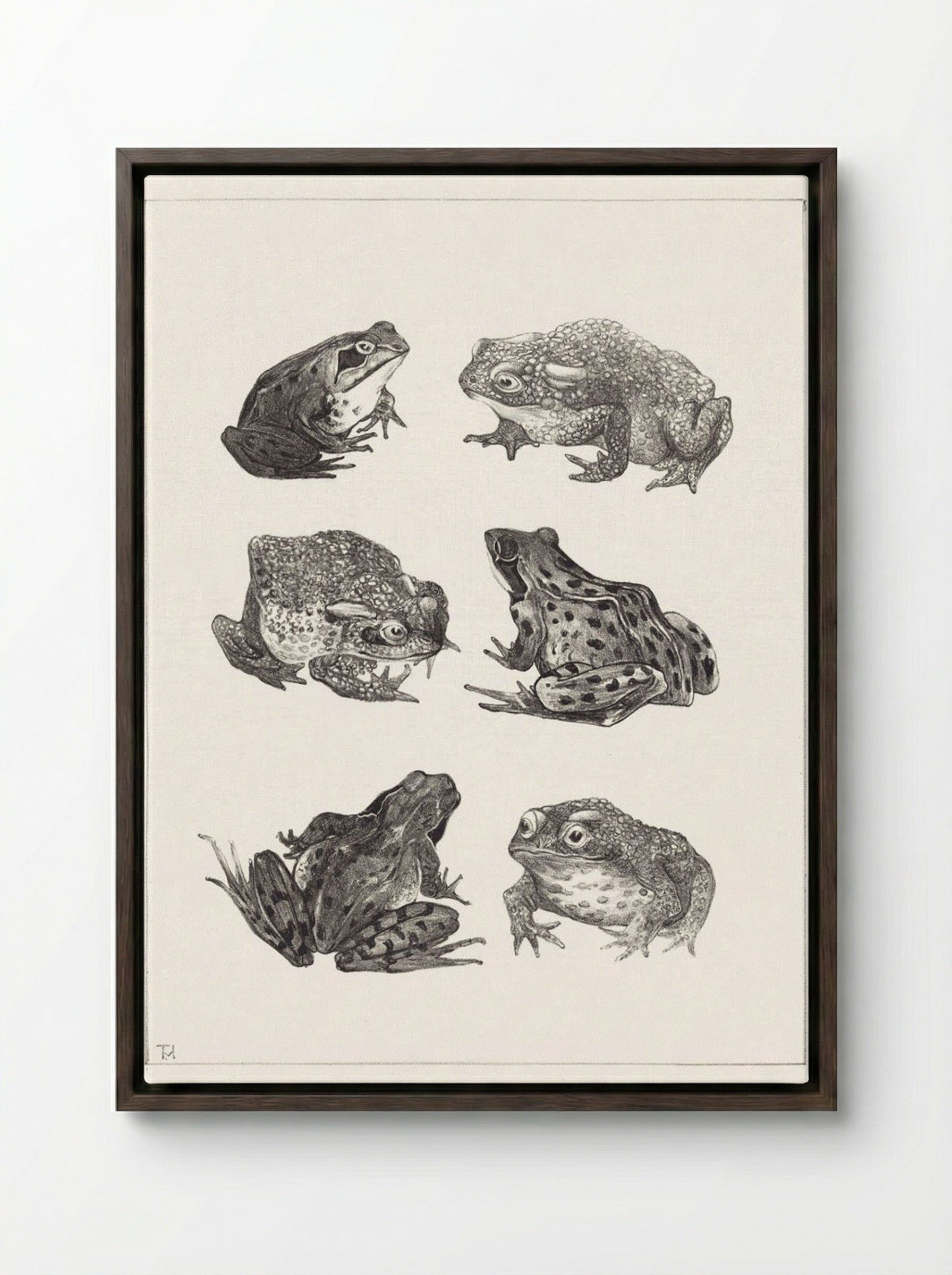 Six Frogs and Toads - Theo van Hoytema - Framed Canvas Dark Wood