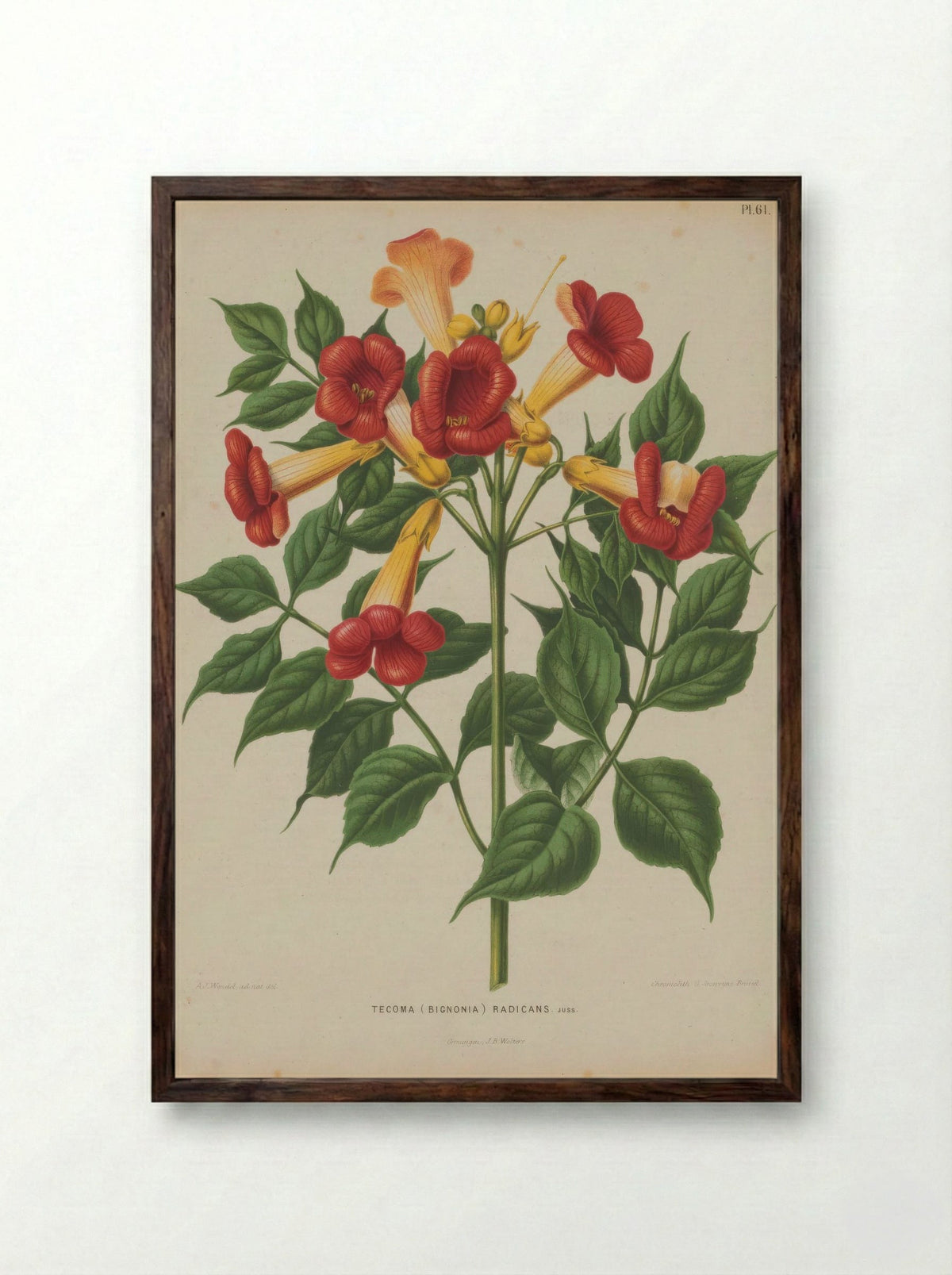 Bignonia Radicans L. - A. J. Wendel - Framed Print Dark Wood
