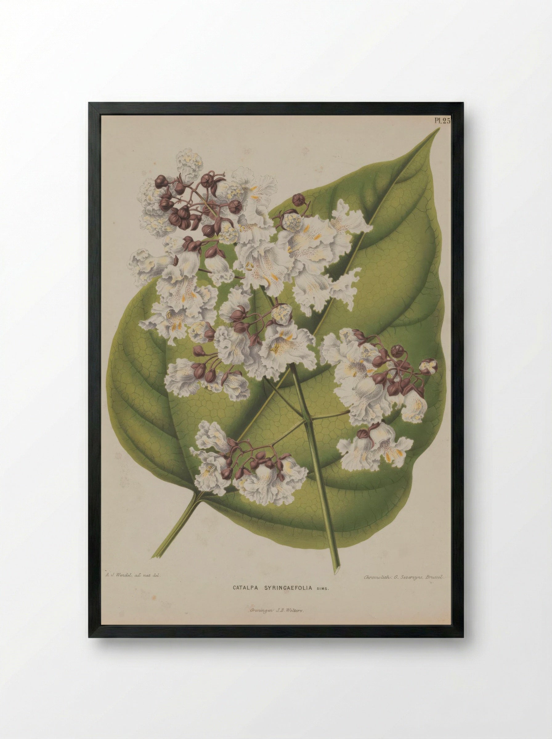 Catalpa Bignonioides Walter - A. J. Wendel - Framed Print Black