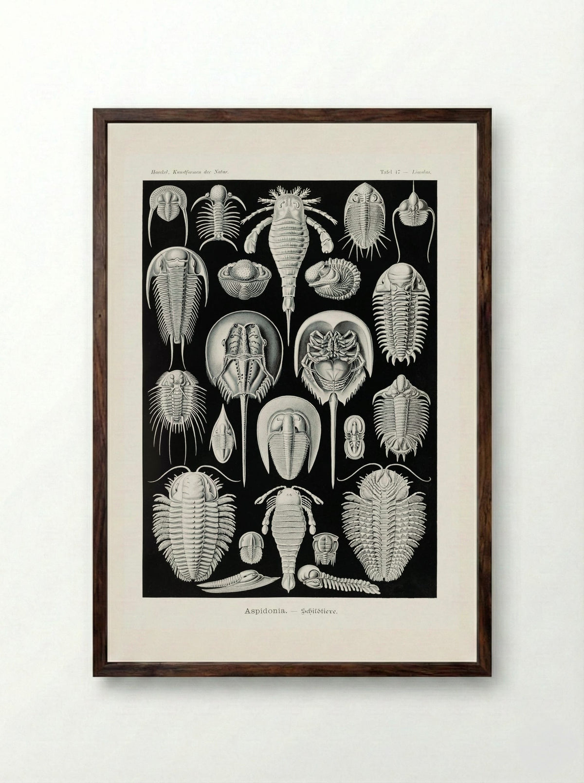 Aspidonia-Schildtiere (1904) - Ernst Haeckel - Framed Print Dark Wood
