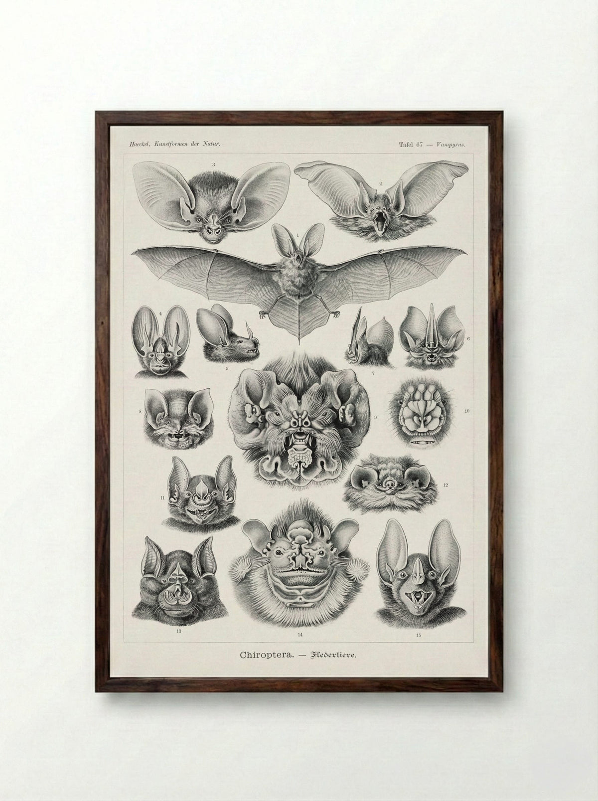 Chiroptera-Fledertiere (1904) - Ernst Haeckel - Framed Print Dark Wood