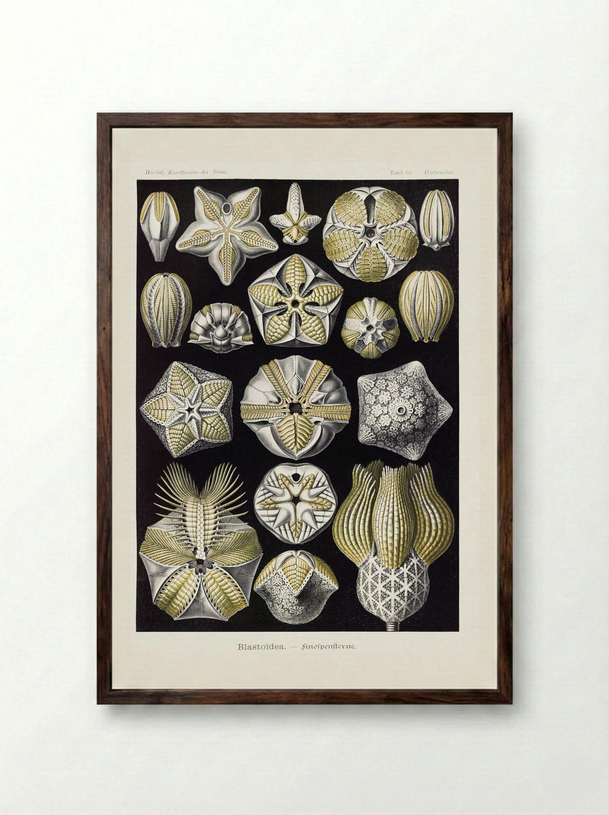 Blastoïdea-Knospensterne (1904) - Ernst Haeckel - Framed Print Dark Wood