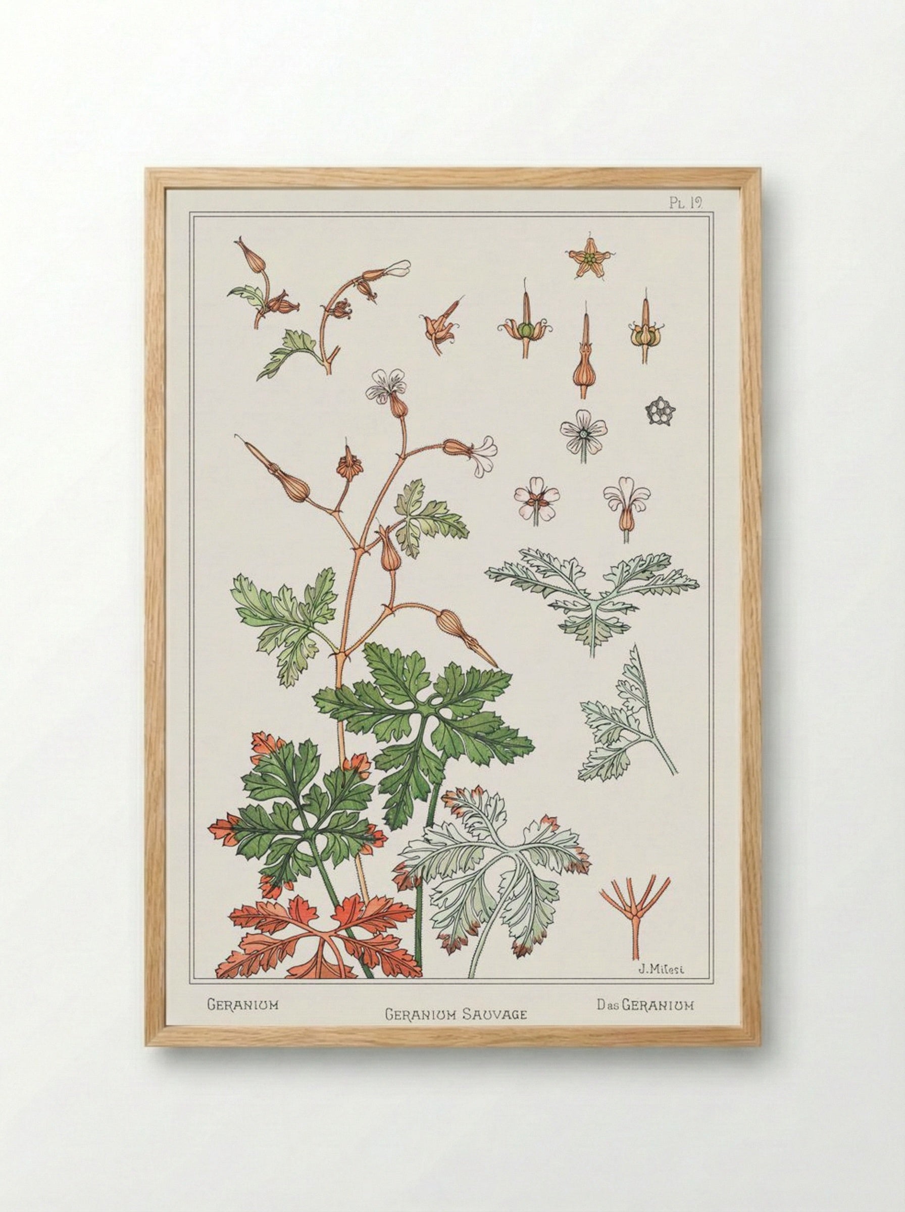 Geranium sauvage (Geranium) - Maurice Pillard Verneuil - Framed Print Wood