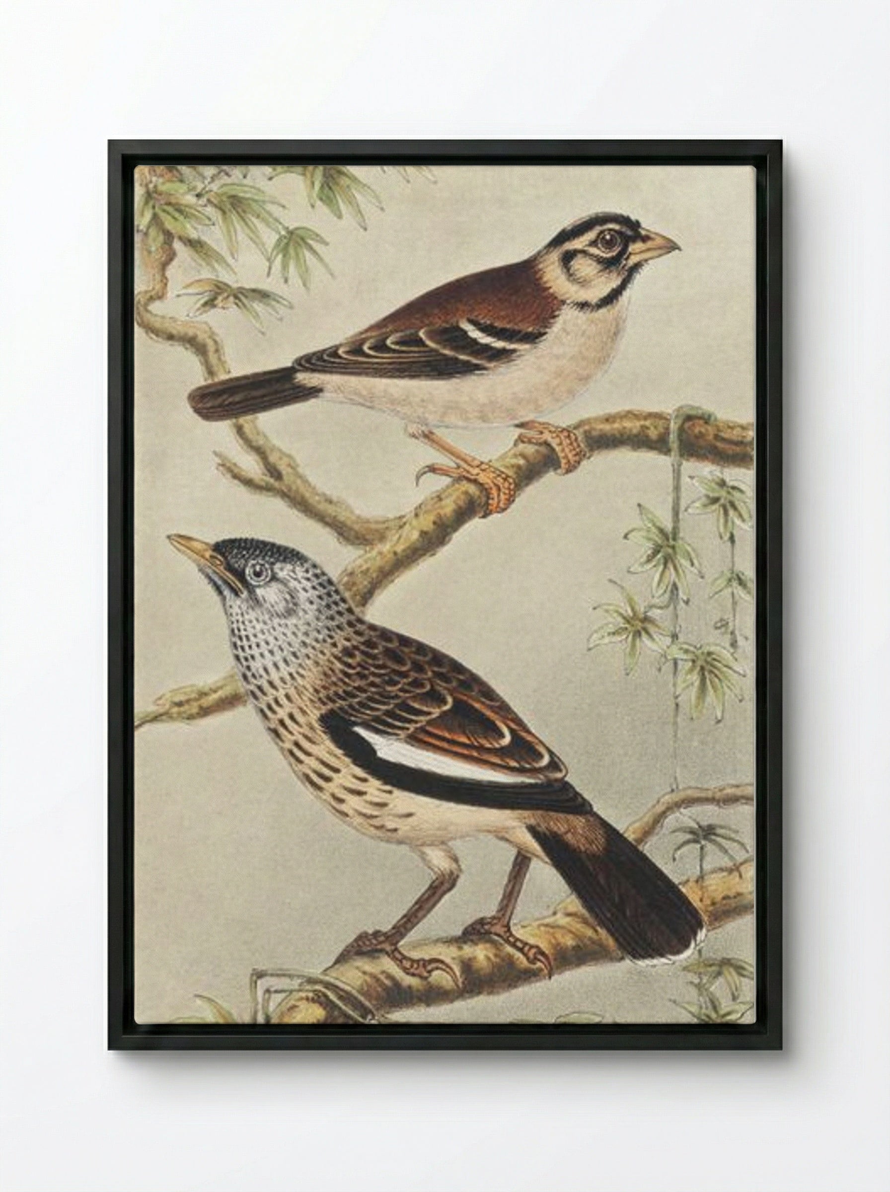 Twee vogels op takken (Two Birds on Branches) - Theo van Hoytema - Framed Canvas Black