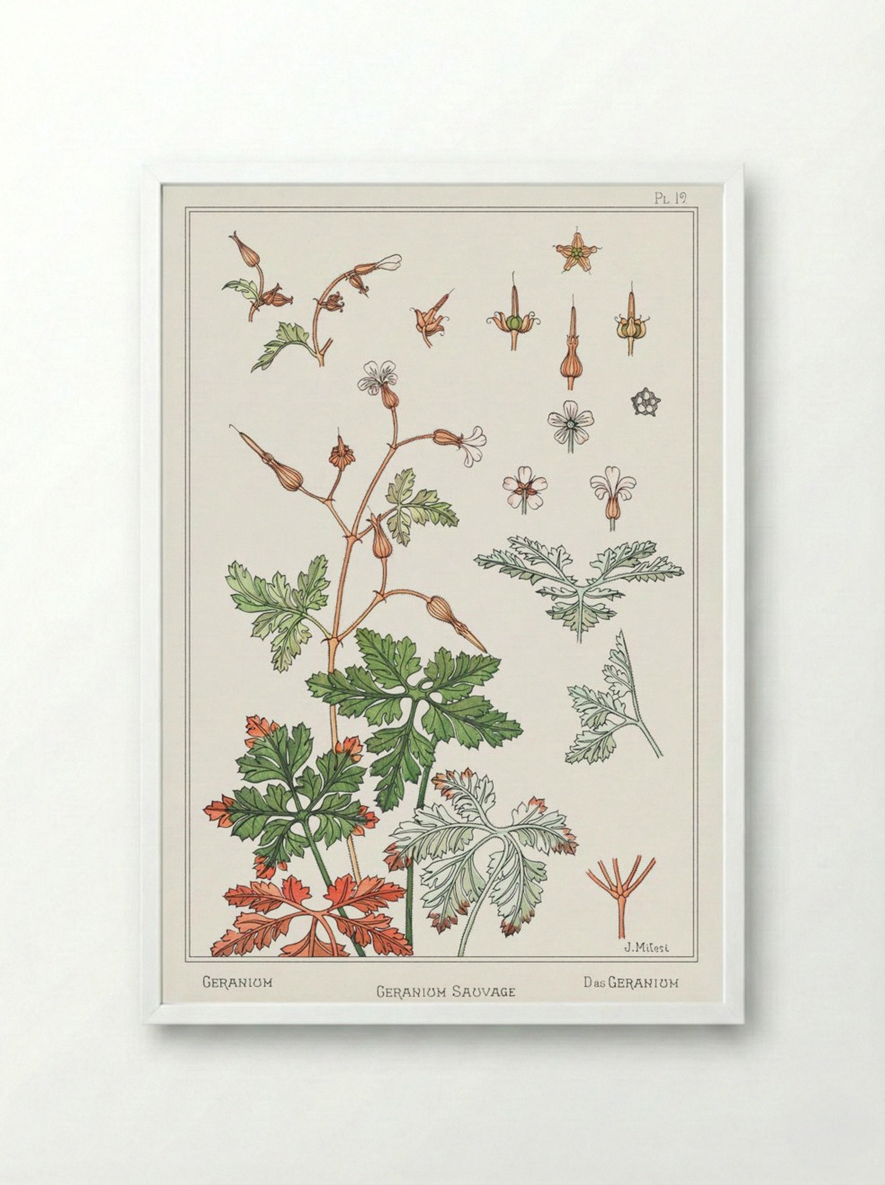 Geranium sauvage (Geranium) - Maurice Pillard Verneuil - Framed Print White