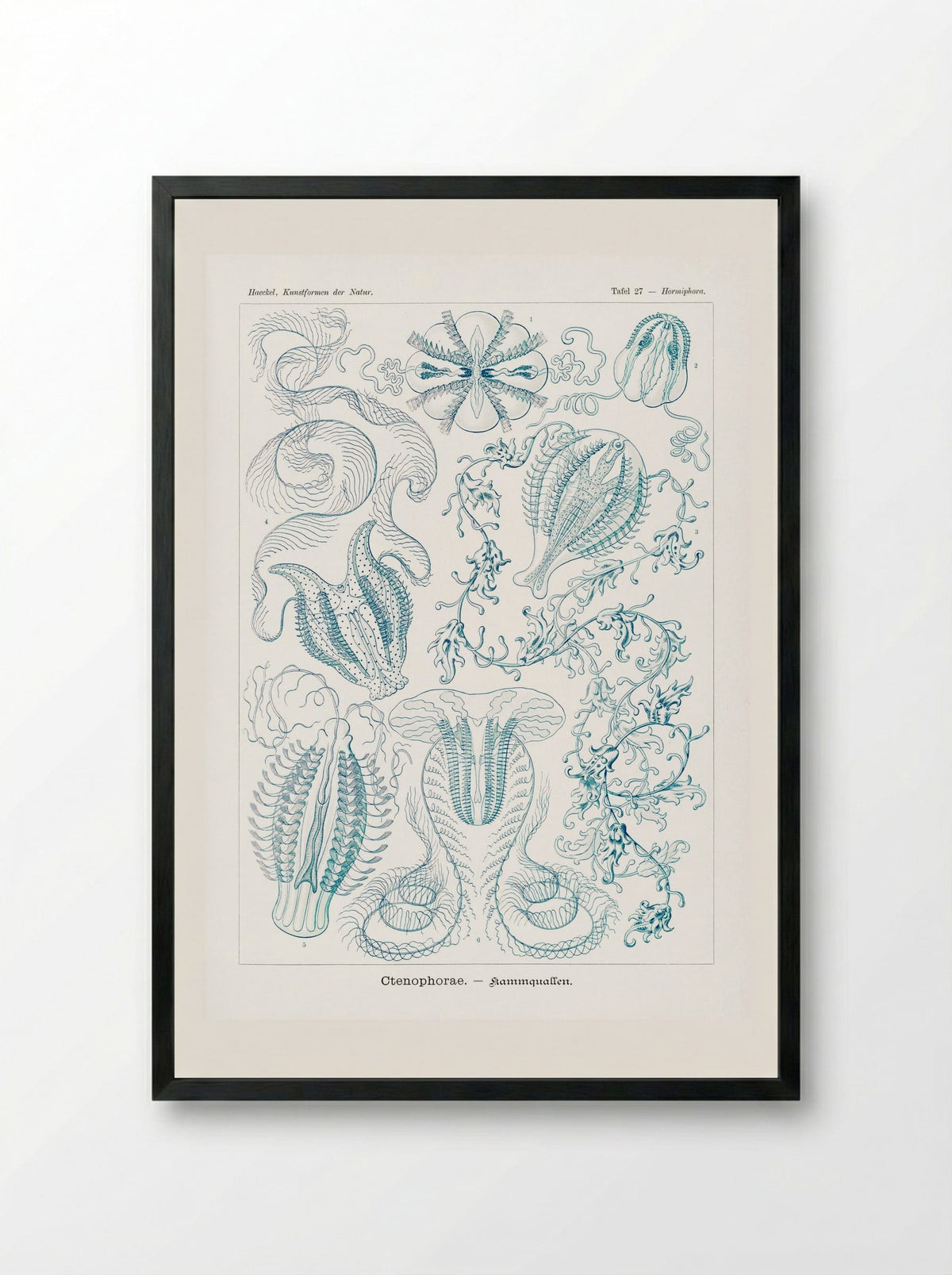 Ctenophorae-Kammquallen (1904) - Ernst Haeckel - Framed Print Black