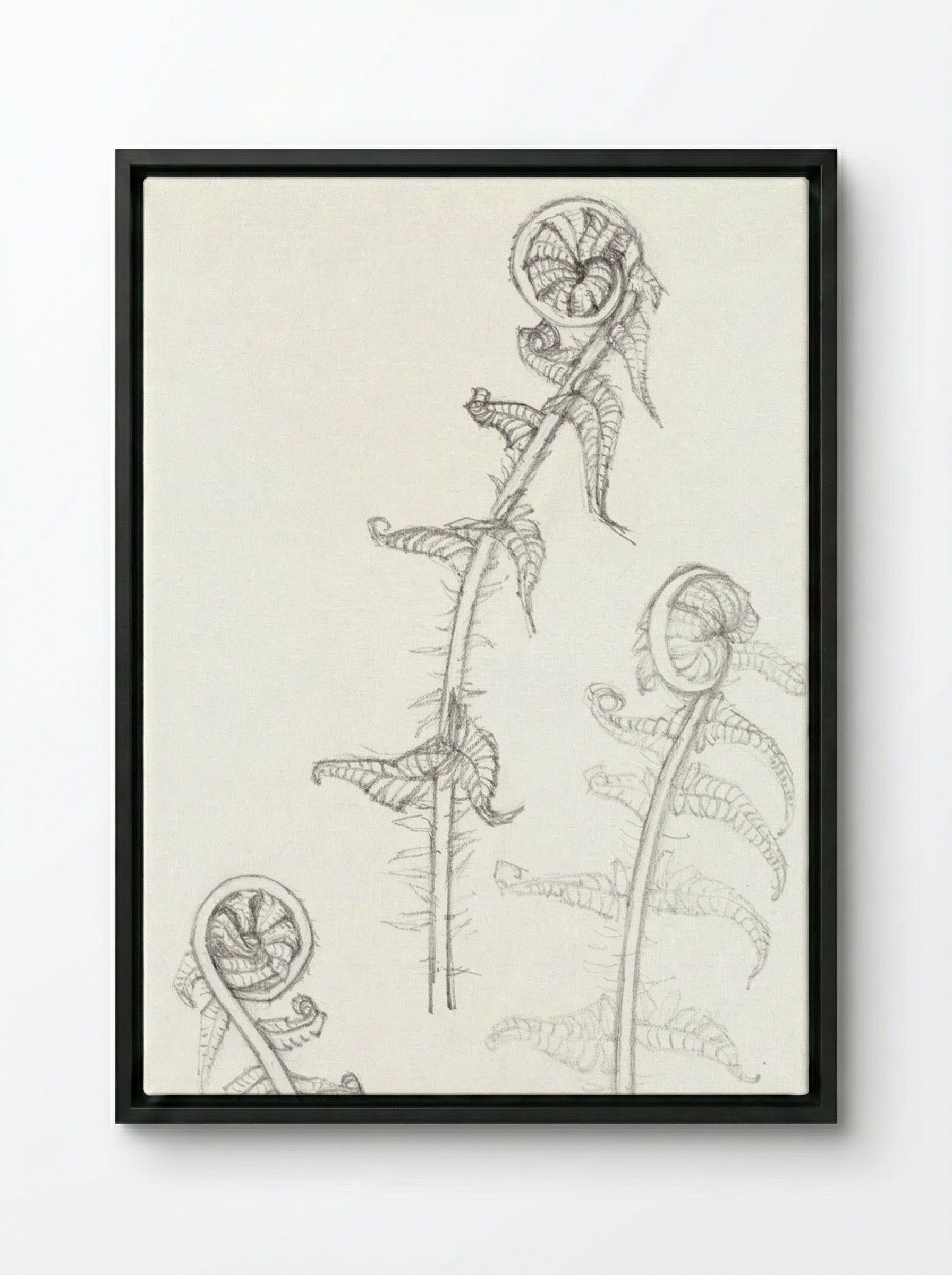 Sketches of Fronds - Julie de Graag - Framed Canvas Black