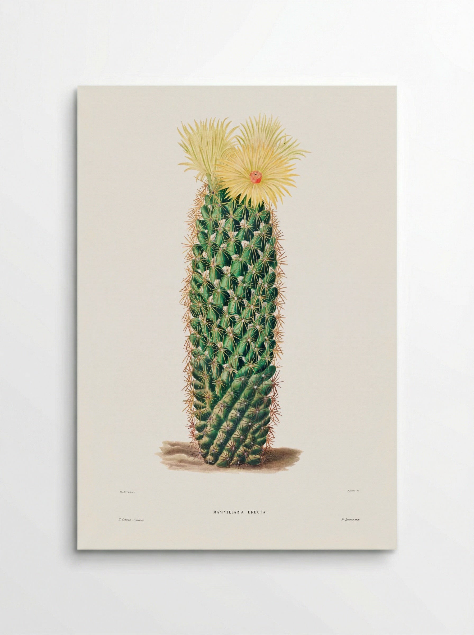 Hedgehog Cactus (Mammillaria Erecta) - Charles Antoine Lemaire - Poster