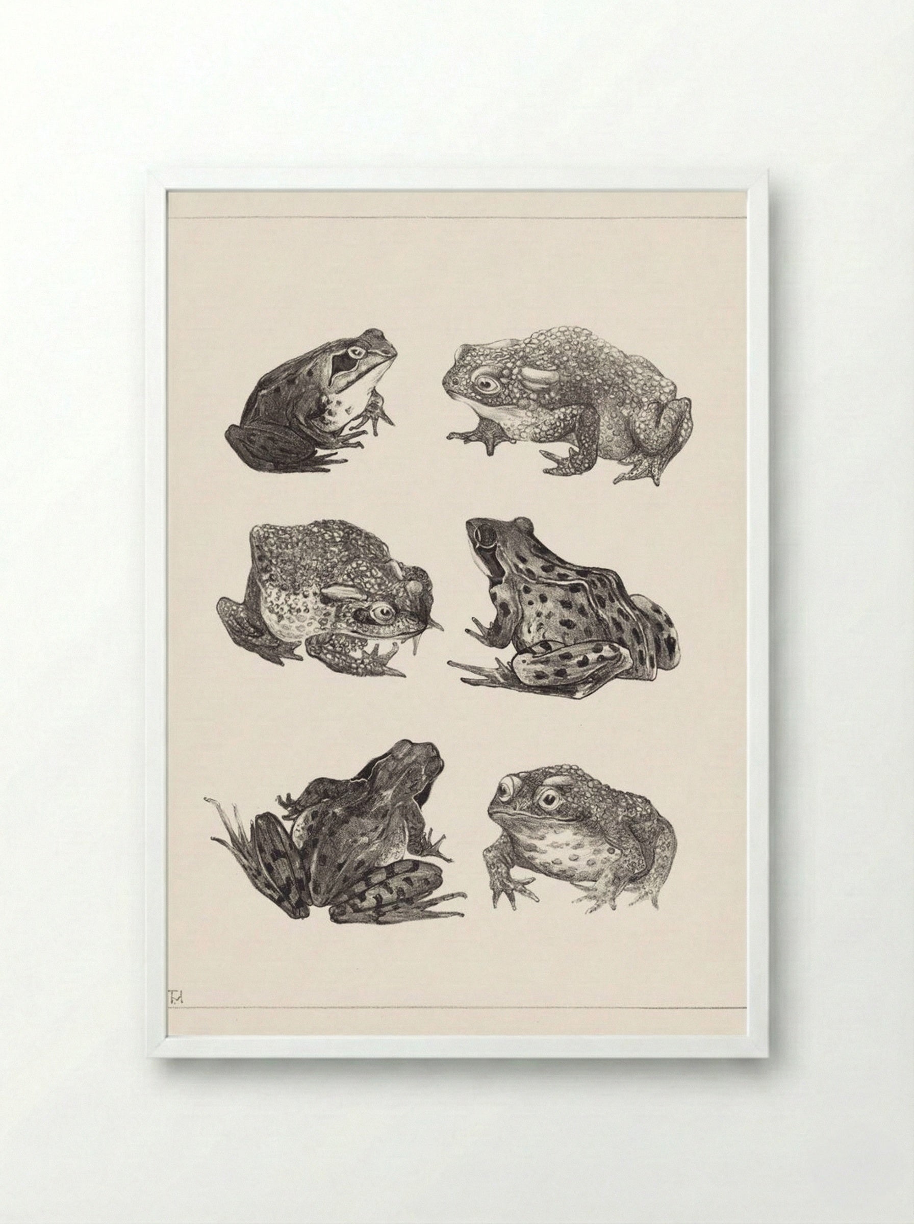 Six Frogs and Toads - Theo van Hoytema - Framed Print White
