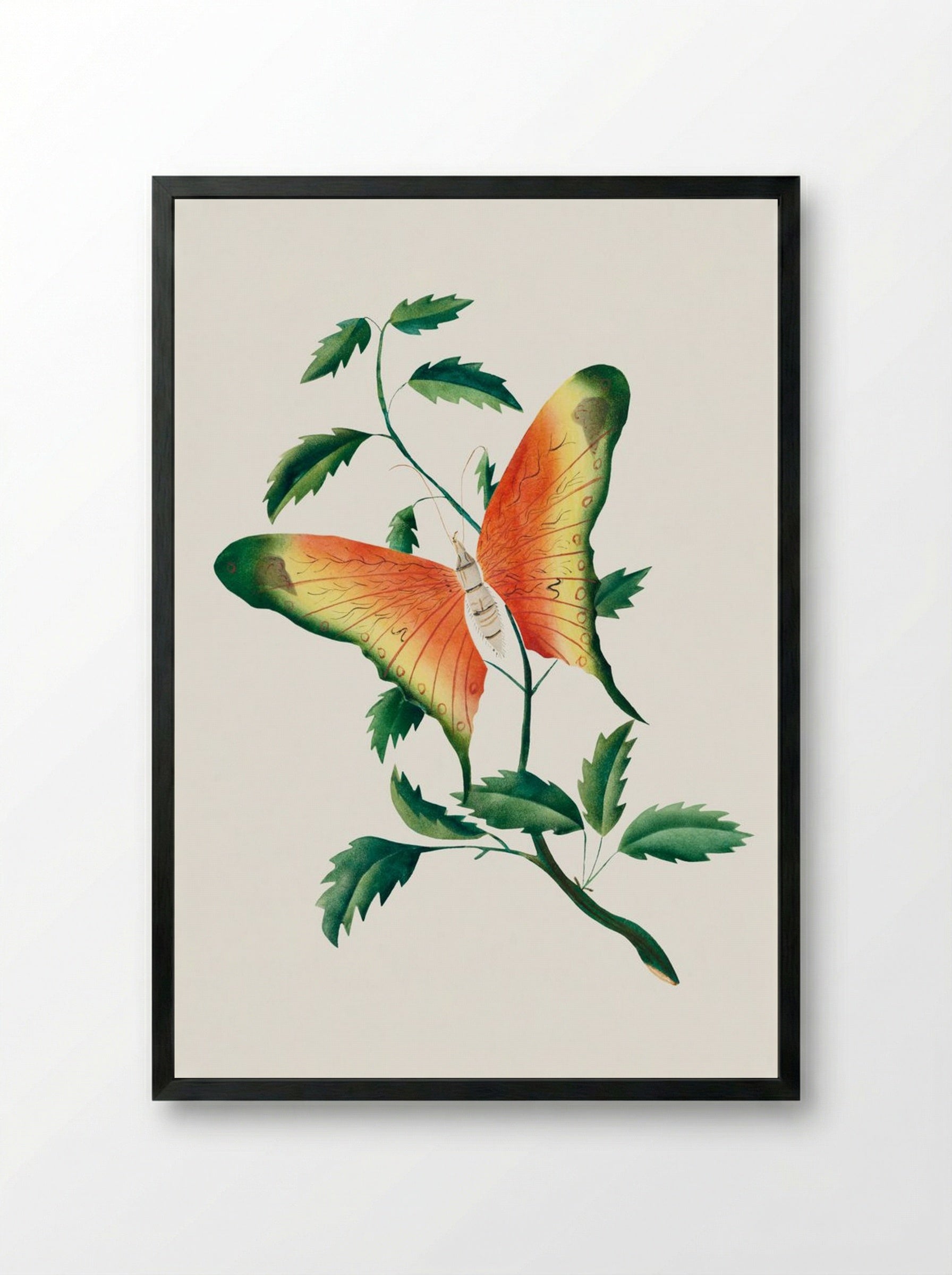 Rose Bush and Butterfly - Mary Altha Nims - Framed Print Black